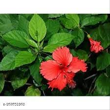 Organic Hibiscus Leaf Powder 750g (7x100g + 1x50g) - Pure Sembaruthi, Jasus, Gudhal, Dasanamu, Chembarathi Leaf Powder for Hair Care, Skin Care & Herbal Tea - Natural Beauty & Wellness Solution
