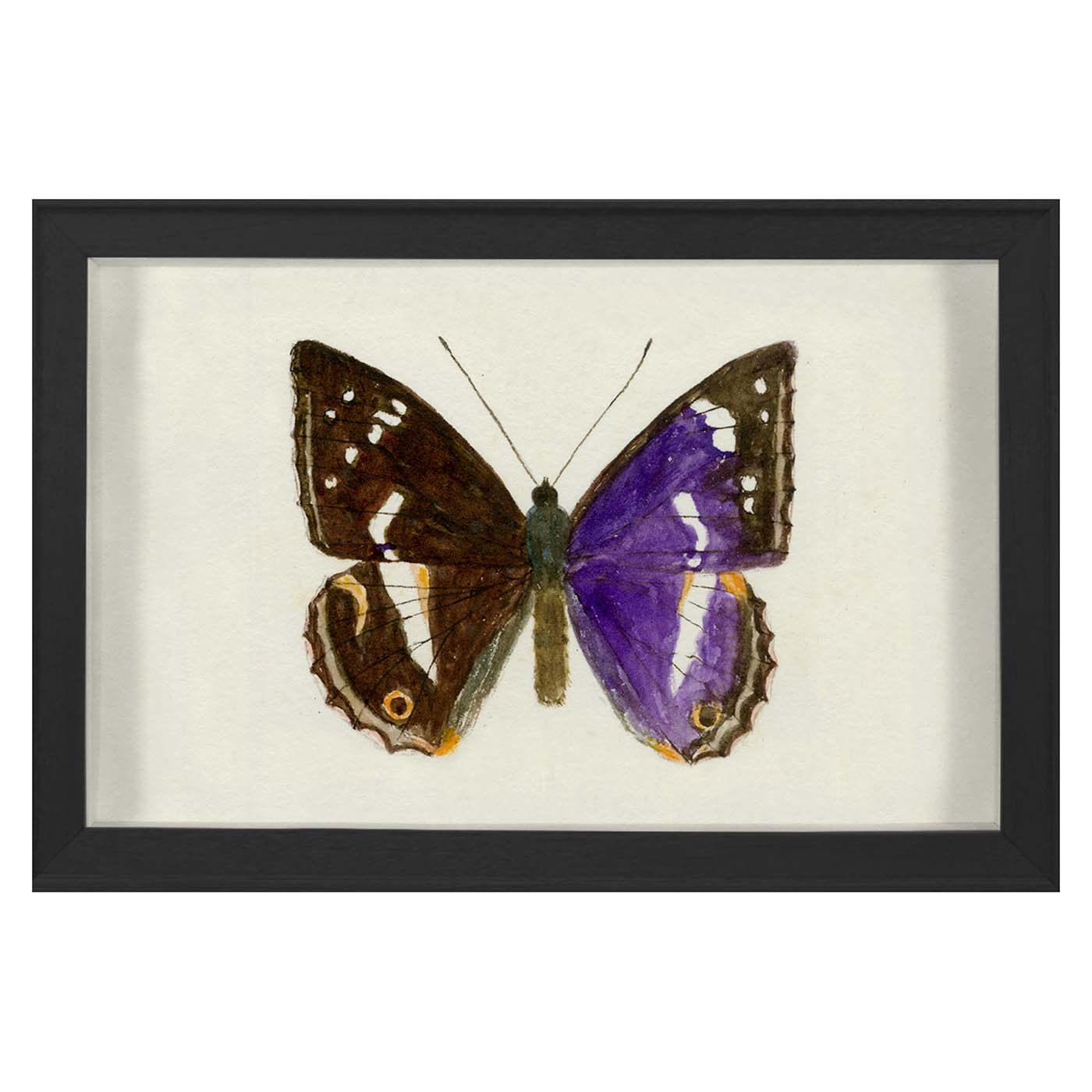 Hubbard Butterfly Small 1160 - Perfect for Home Decor, Wedding Centerpieces & DIY Craft Projects