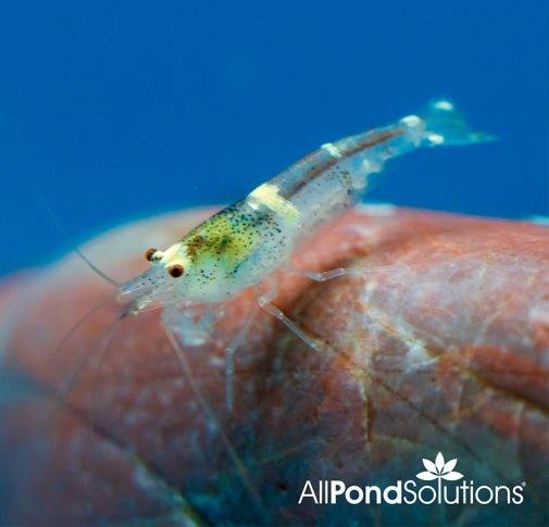 Bumble Bee Shrimp (Caridina cf. Breviata) - Freshwater Aquarium Shrimp for Nano Tanks & Planted Aquascapes