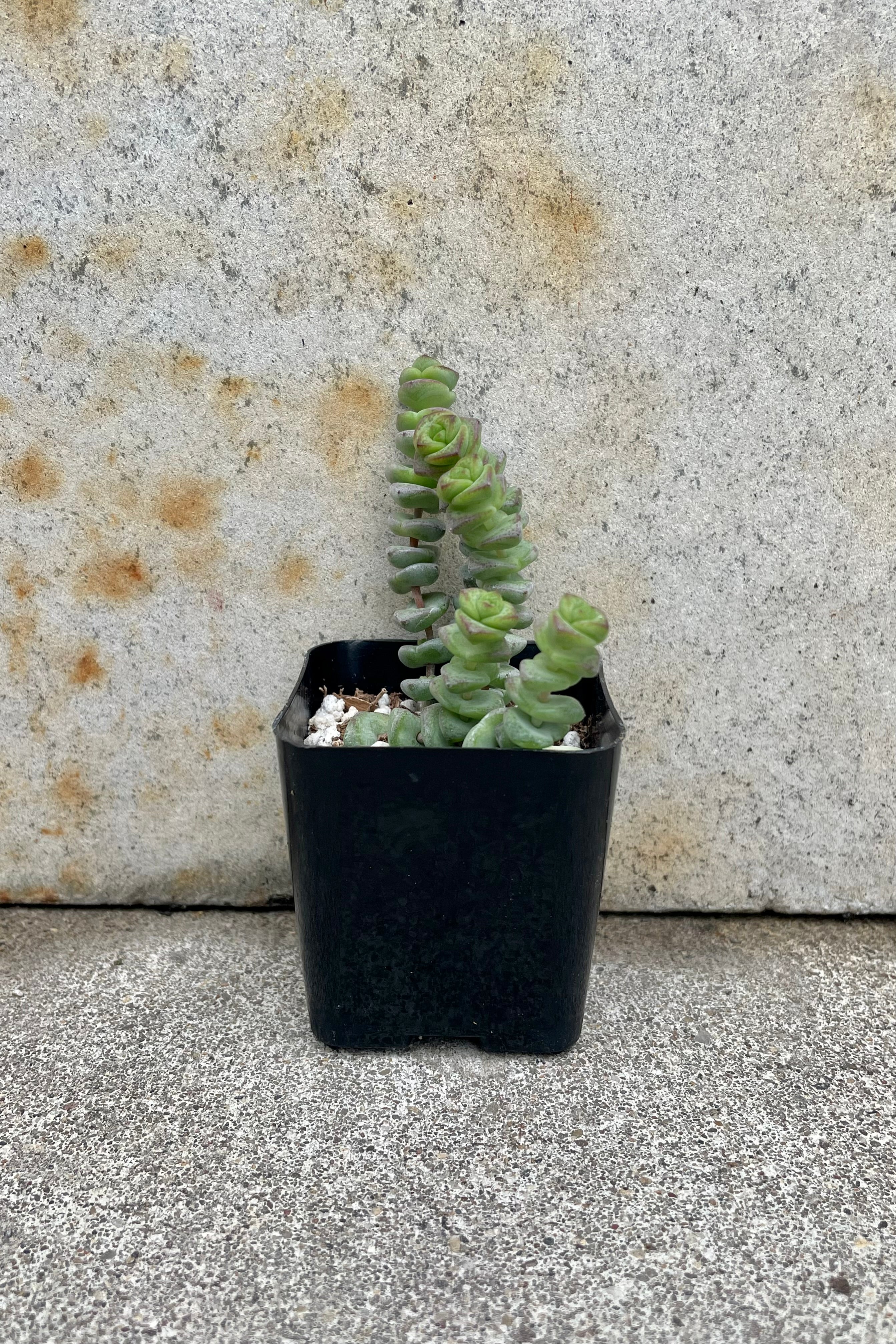 Crassula Rupestris Marnieriana 'Hottentot' - 2.5 Inch Succulent Plant for Home Decor, Office Desk, and Garden Arrangements | Drought-Tolerant Live Houseplant for Indoor & Outdoor Use