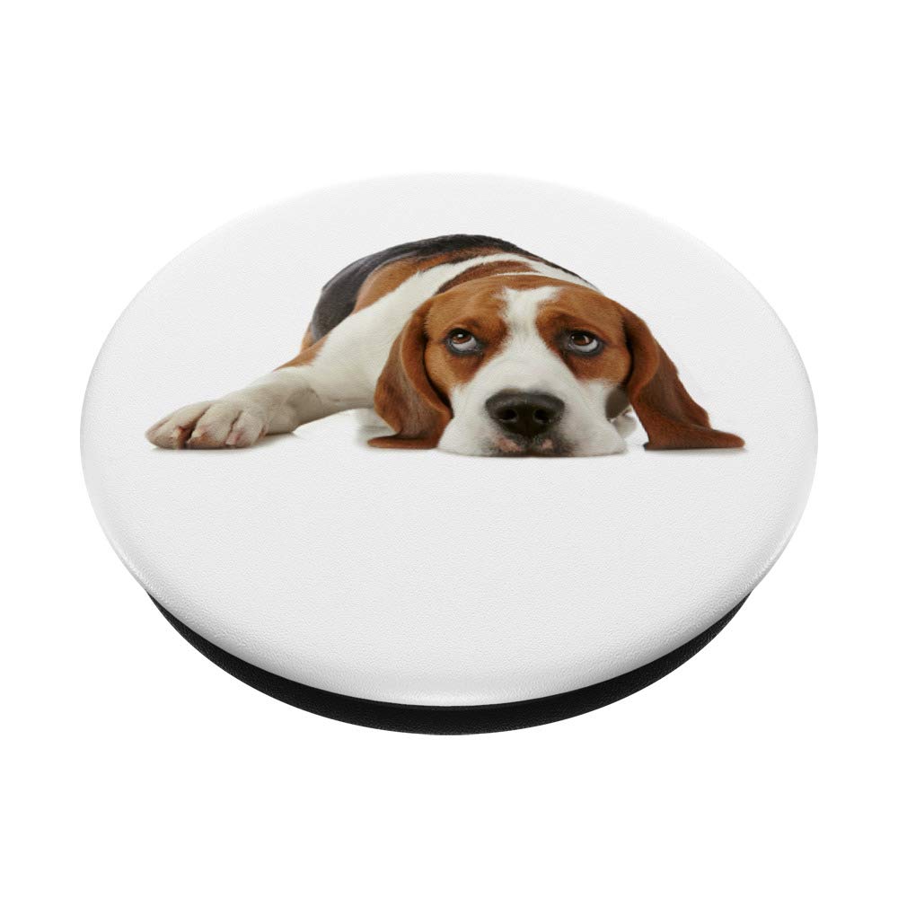 Adorable Beagle Puppy for Sale - Cute & Friendly Beagle Dog for Families & Pet Lovers | Perfect Companion for Home, Playtime & Outdoor Adventures