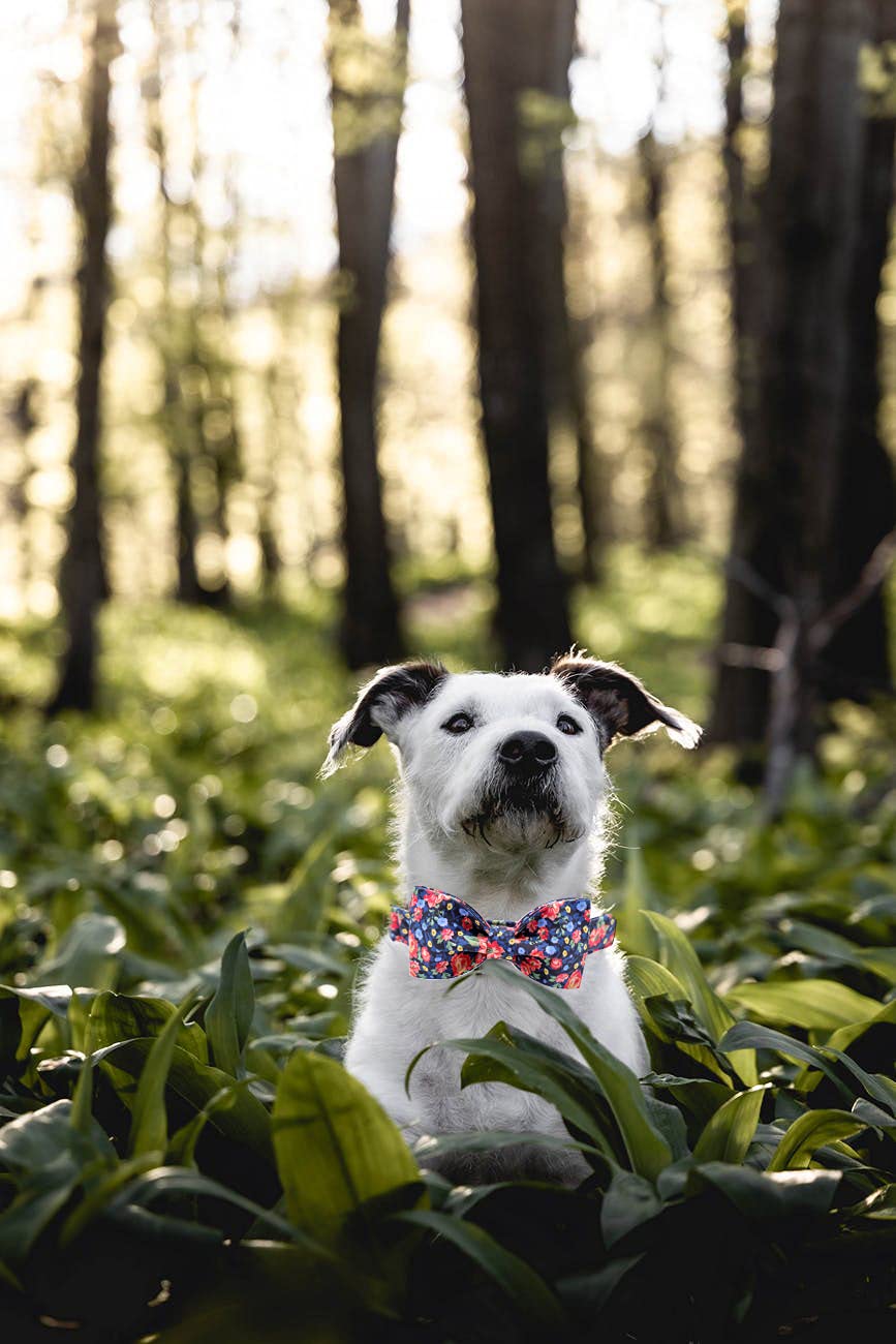 Premium Floral Dog Collar with Bowtie - Adjustable Heavy Duty Pet Collar for X-Small Dogs - Perfect for Weddings, Photos & Special Occasions