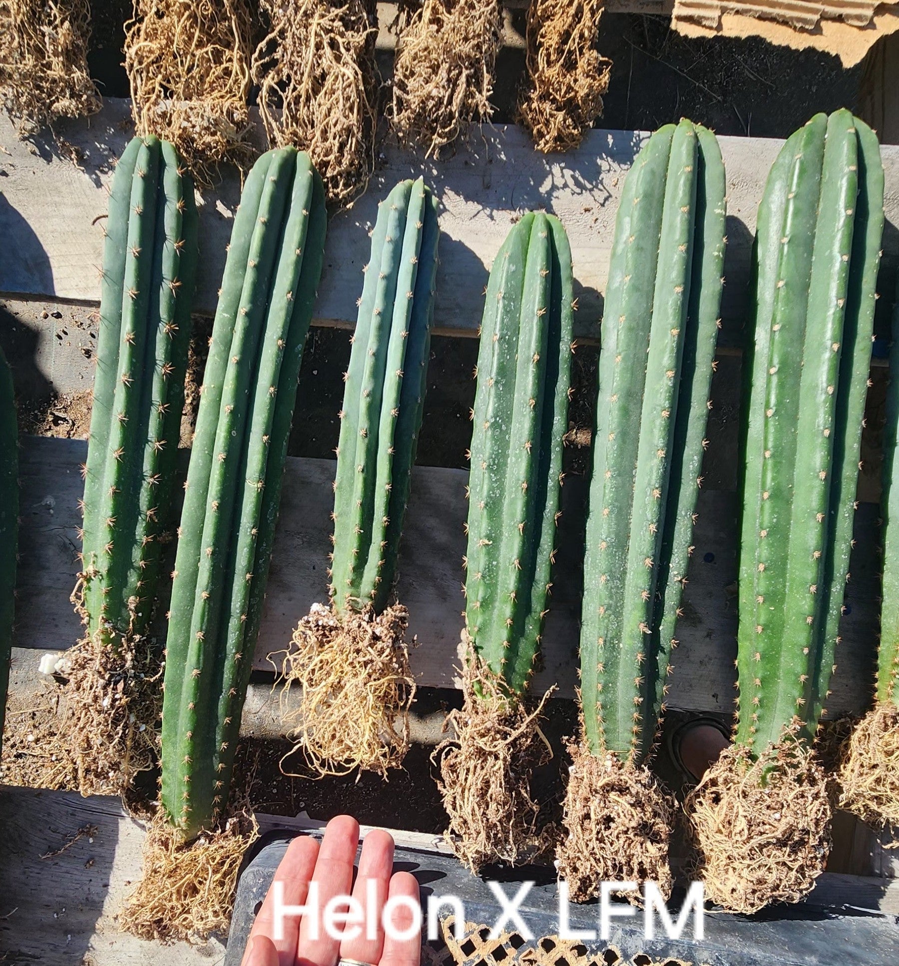 Affordable Trichocereus Hybrid Cactus Plants - Bare Root Specimens for Desert Landscaping & Home Decor | EC185