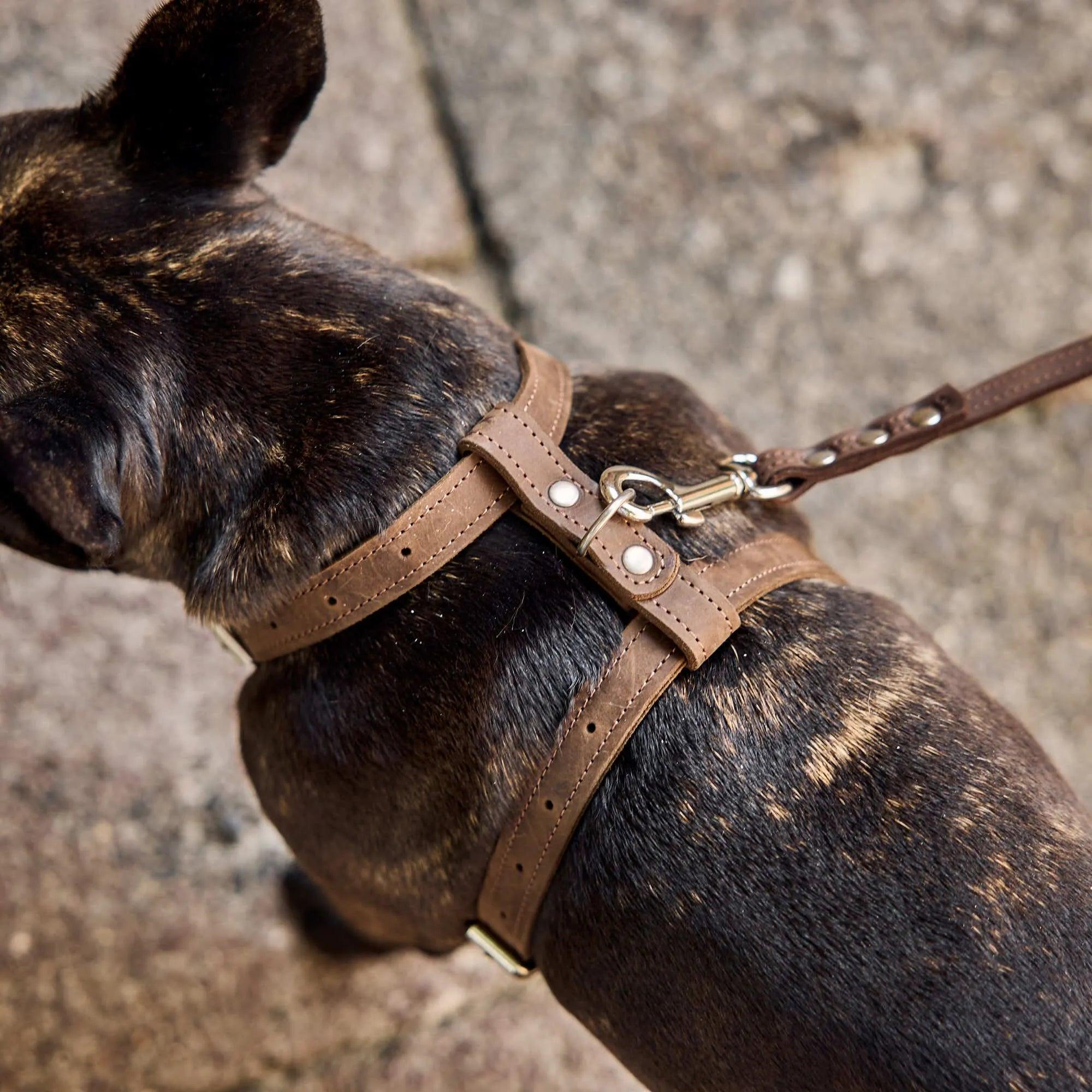 Premium No-Pull Dog Harness with Adjustable Leash - Reflective & Padded for Small Medium Large Dogs - Perfect for Walking, Running, Hiking & Outdoor Adventures
