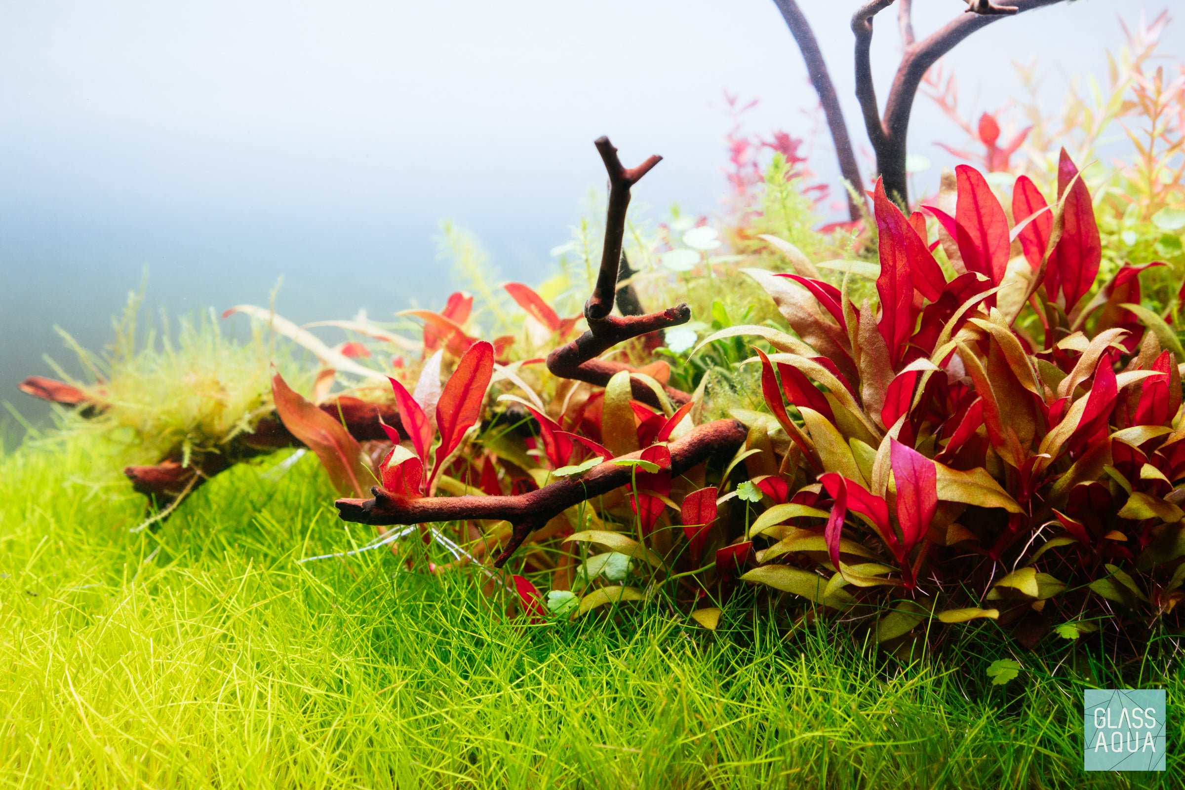 Natural Manzanita Wood Branches for Reptile Habitats, Bird Perches & Home Decor | Eco-Friendly, Durable & Safe for Pets