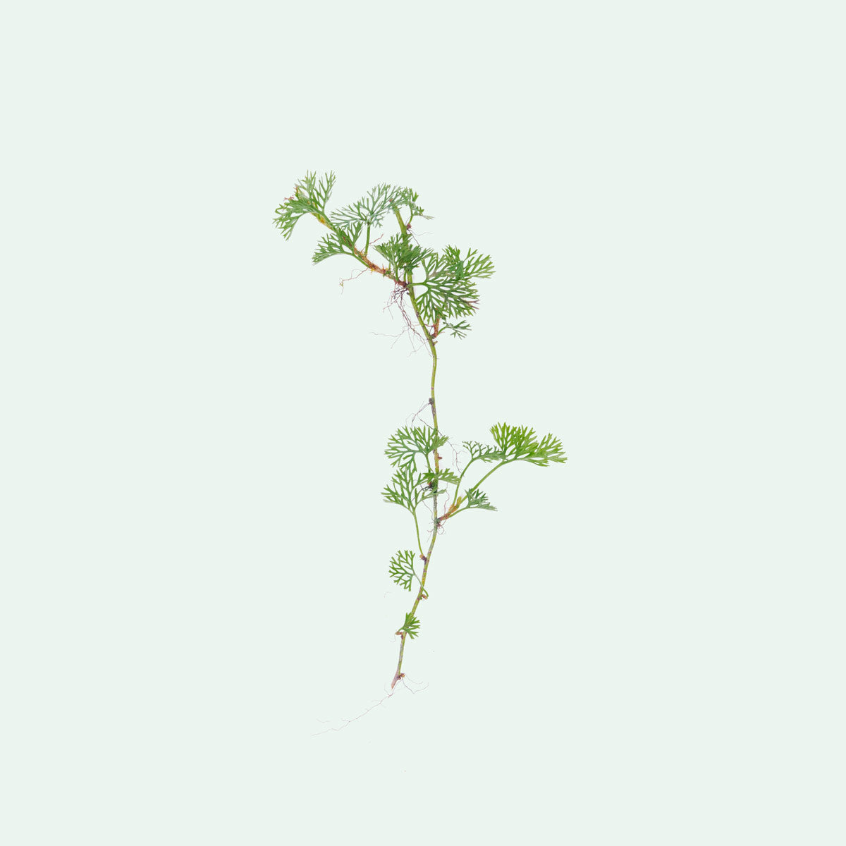 Davallia Parvula Fern - Rare Rabbit's Foot Fern Plant for Home & Office Decor | Perfect for Hanging Baskets, Terrariums, and Indoor Gardens