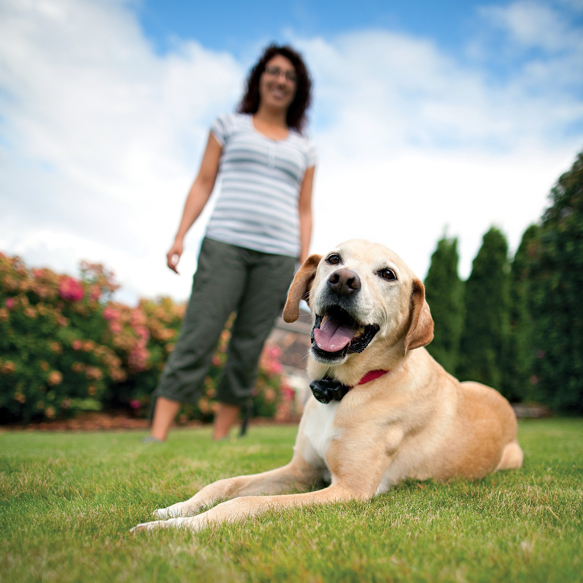 PetSafe In-Ground Dog Fence System - Wireless Pet Containment Solution for Dogs | Perfect for Large Yards & Outdoor Pet Safety