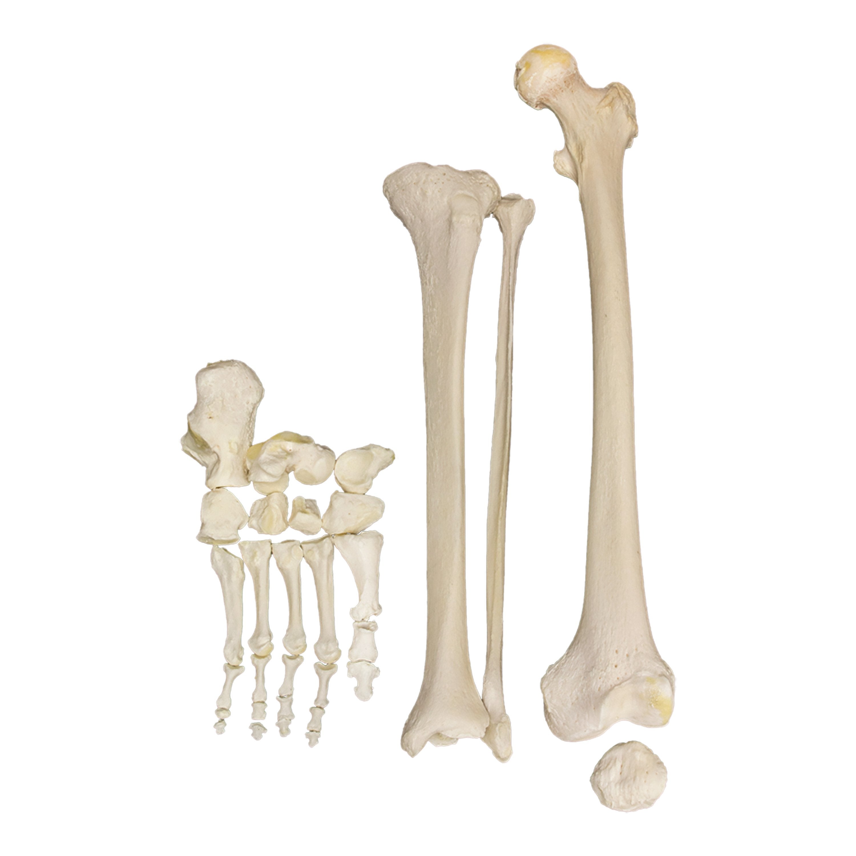 Premium Disarticulated Human Leg Model for Medical Research & Education – Ideal for Anatomy Studies, Surgical Training, and Classroom Demonstrations