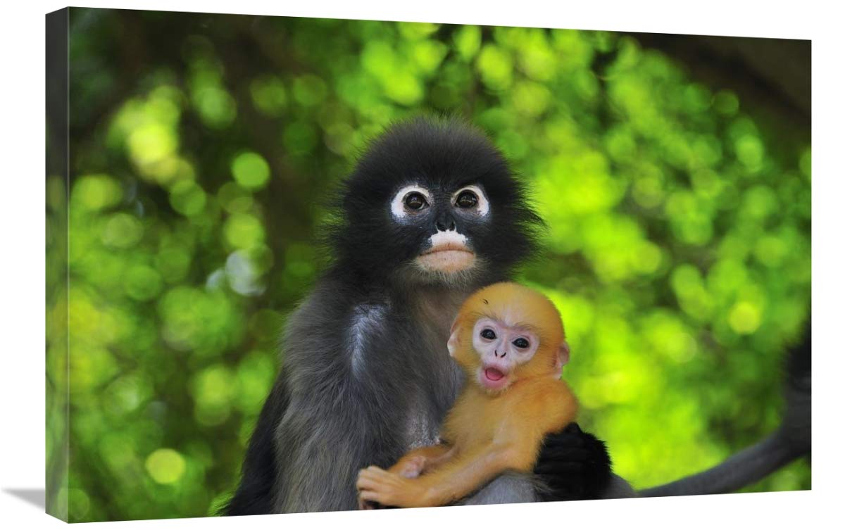 Dusky Leaf Monkey Mother with Baby Canvas Art Print - 30x20 Inch Wildlife Wall Decor - Khao Sam Roi Yot National Park Thailand - Perfect for Living Room, Nursery & Jungle Theme Decor