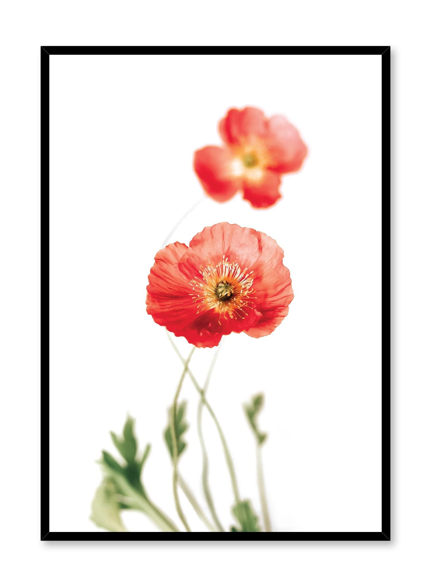 Vibrant Poppies Floral Poster - Wall Art Decor for Living Room, Bedroom & Office - Perfect for Home & Office Decorations