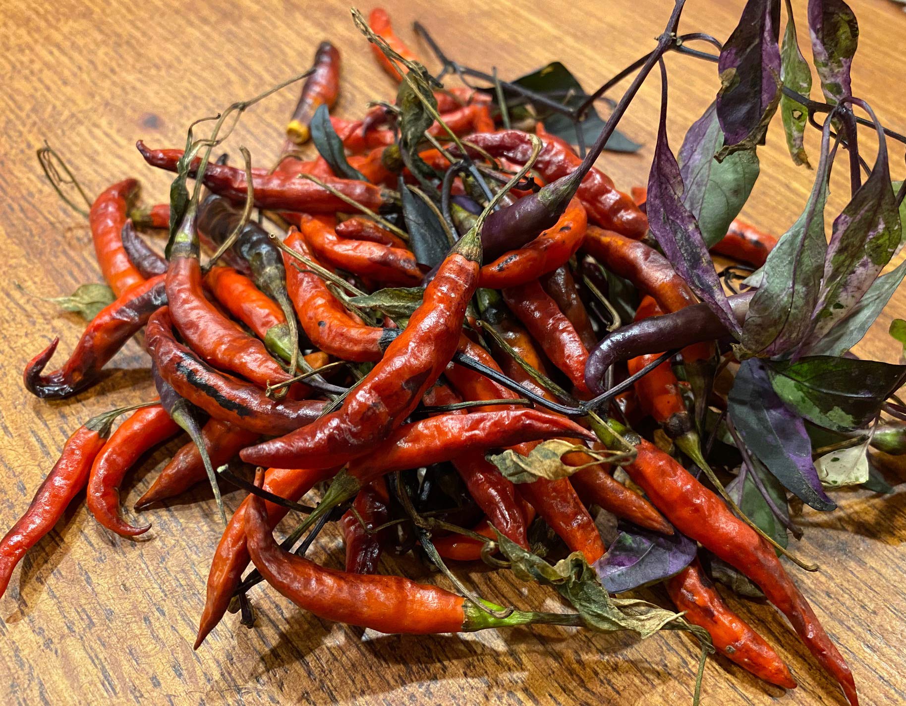 Premium Purple Chile De Arbol Tree Chili & Birds Beak Pepper Seeds for Planting - Hot & Spicy Mexican Peppers - Perfect for Home Garden, Cooking & Salsa Making