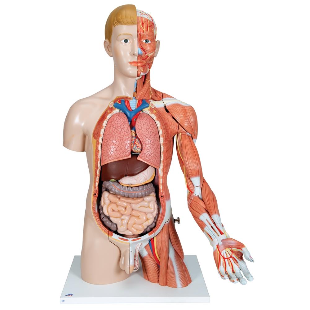 33-Part Dual Gender Torso with Muscle Arm - Anatomical Model for Medical Students & Fitness Training | Perfect for Classroom, Gym & Physical Therapy