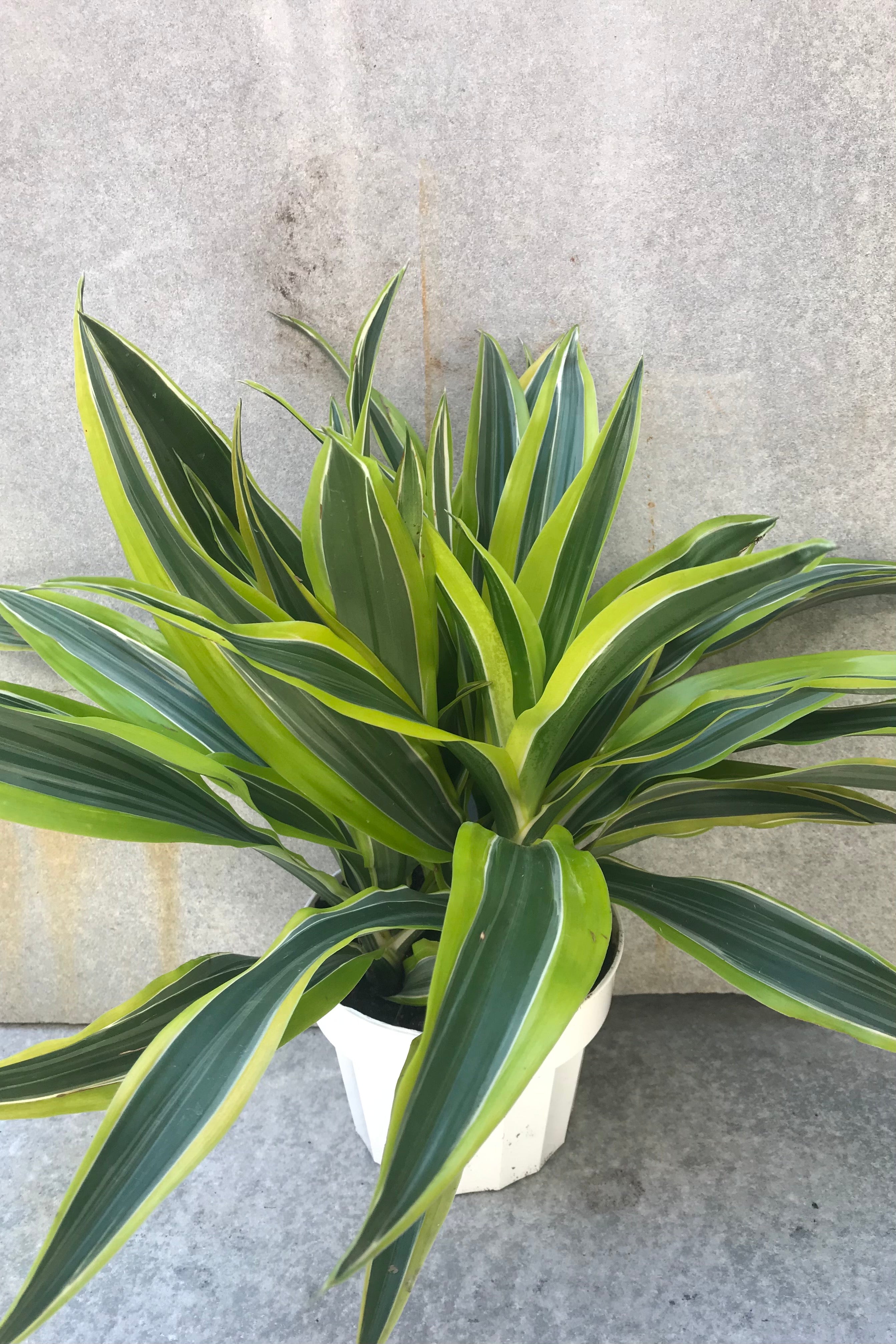 Lemon Lime Dracaena Plant - 6 Inch Indoor Houseplant for Home & Office Decor | Air Purifying, Low Maintenance, Perfect for Living Room, Bedroom, or Workspace
