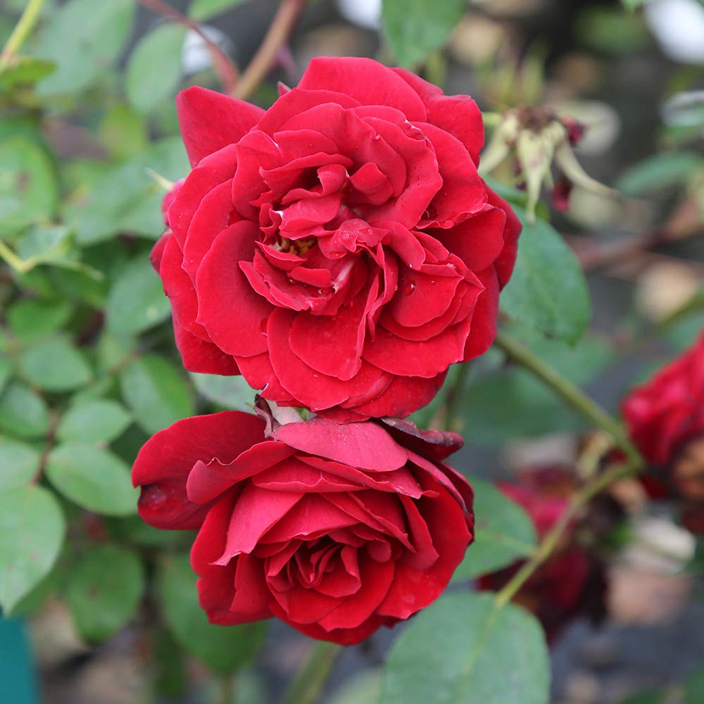 Heirloom Red Climbing Rose Plant - Blaze Rose Bush | Live Outdoor Rose Plants for Garden, Trellis & Fence | Perfect for Landscaping, Wedding Decor & Home Gardens