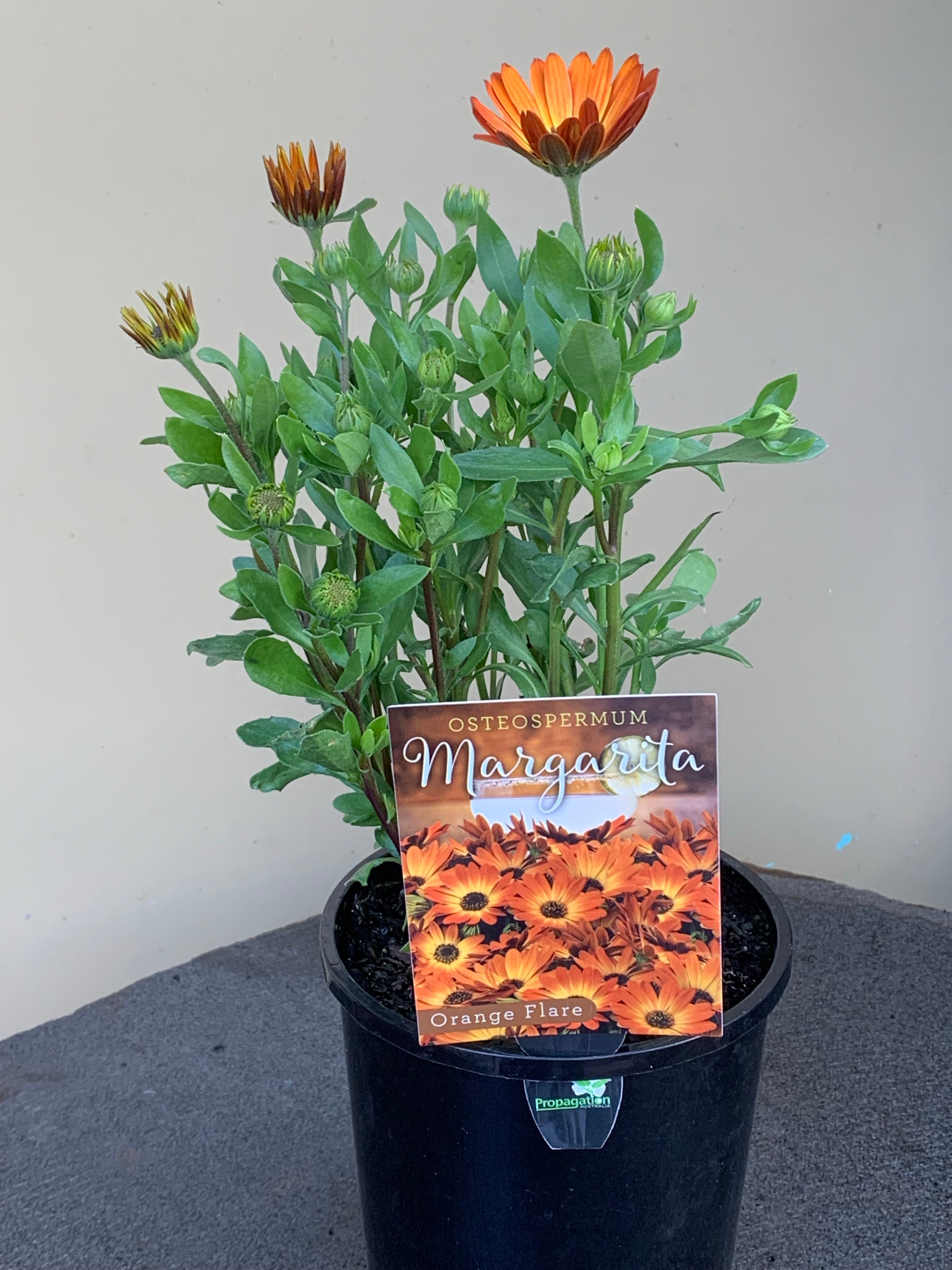 Osteospermum 'Margarita' African Daisy Flower Seeds - Vibrant Purple Blooms for Garden Beds, Borders & Containers | Perfect for Sunny Landscapes & Pollinator Gardens