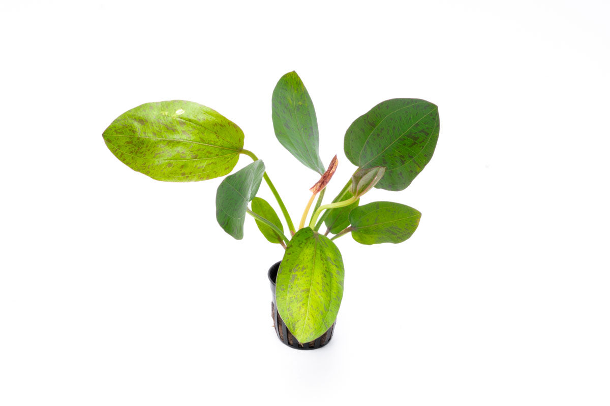 Echinodorus Bima Aquatic Plant - Live Freshwater Aquarium Plant for Fish Tanks, Ponds & Aquascaping | Easy to Grow & Low Maintenance | Perfect for Beginners & Experts