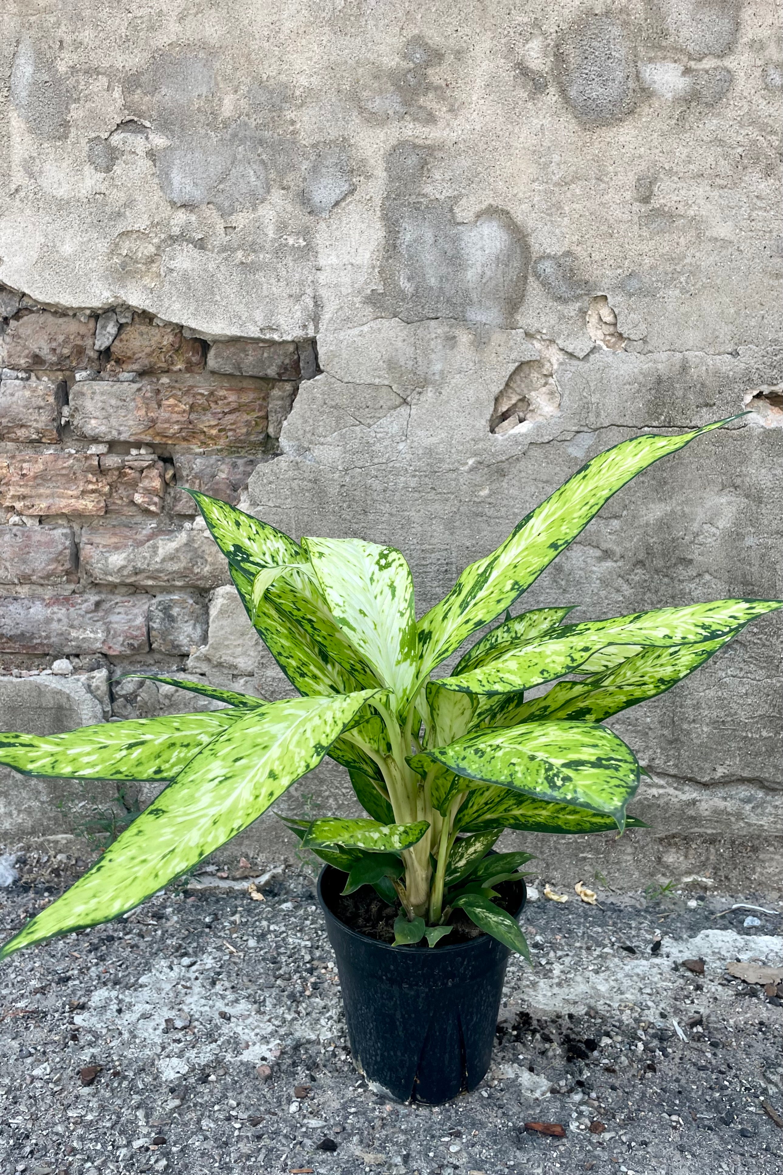 Dieffenbachia 'Star Bright' 6 Inch Live Plant - Low Light Indoor Houseplant for Home & Office Decor - Perfect for Living Room, Bedroom, or Desk