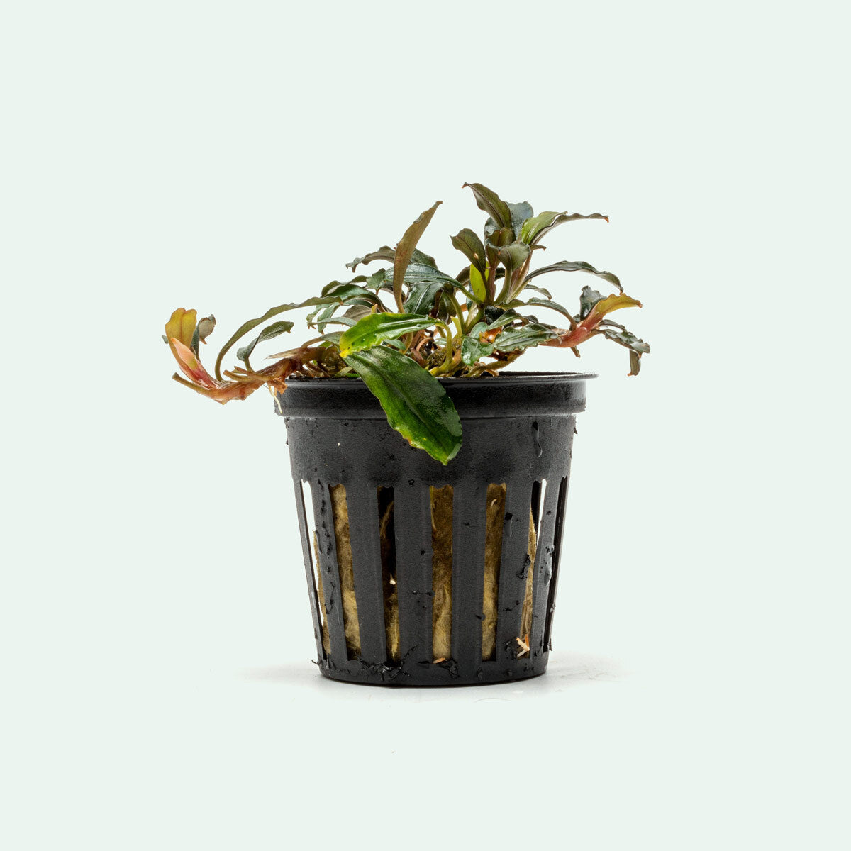 Bucephalandra Arrogant Blue Aquatic Plant - Rare Freshwater Aquarium Plant for Fish Tanks, Aquascaping & Aquatic Gardens | Perfect for Low-Tech Planted Tanks & Shrimp Habitats