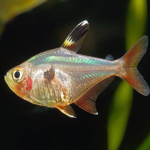 Pristella Tetra (Pristella maxillaris) - Live Freshwater Aquarium Fish for Tropical Tanks | Perfect for Community Aquariums & Beginner Fish Keepers