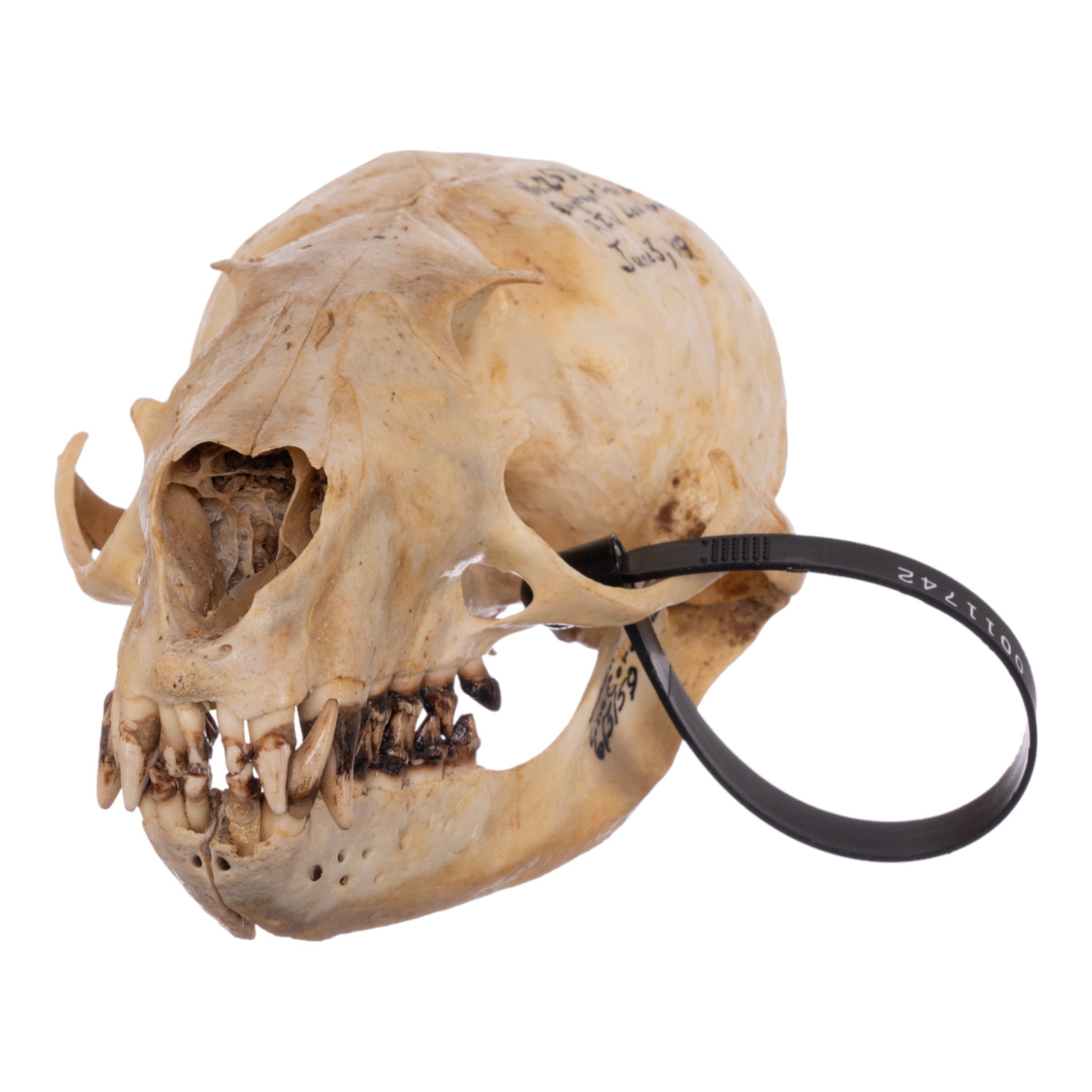 Authentic Female Sea Lion Skull - Rare Marine Mammal Specimen for Scientific Study, Taxidermy Collections & Gothic Decor
