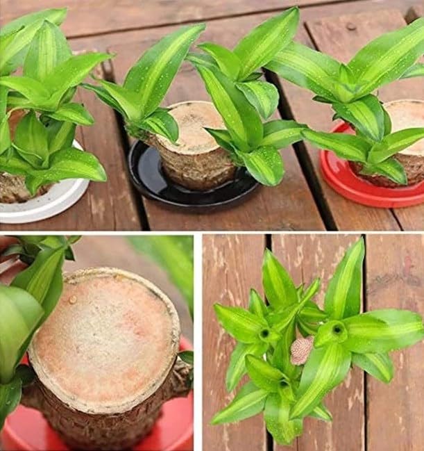KCRPM Brazilian Lucky Wood Plant - Mini Magical Sprouting Hydroponic Indoor Plant with Groot Doll - Natural Air Purifier for Home & Office Decor - Perfect for Desk, Living Room, and Gift Giving