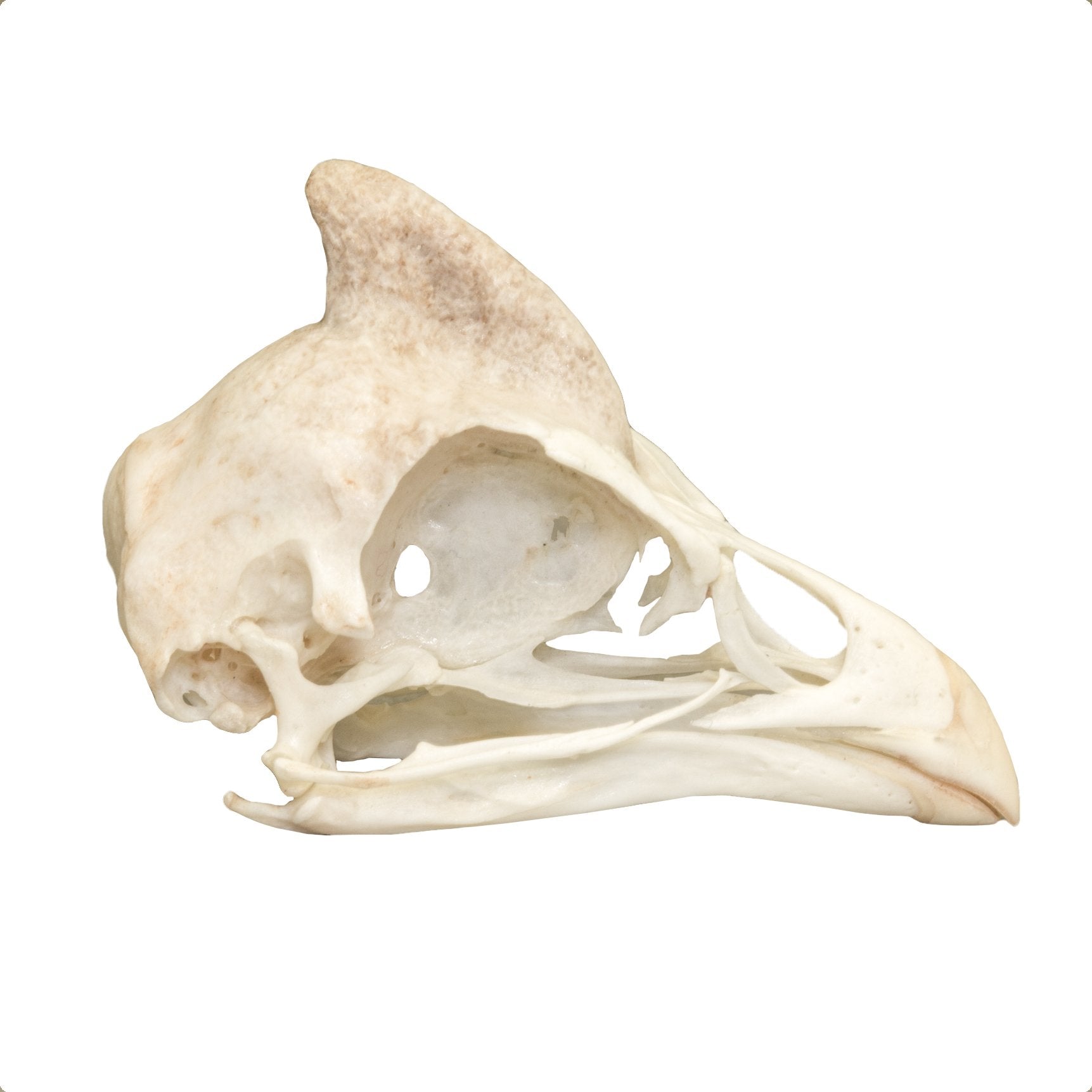 Authentic Helmeted Guineafowl Skull - Rare Taxidermy Specimen for Collectors, Home Decor & Gothic Display - Perfect for Cabinets, Museums & Oddity Collections