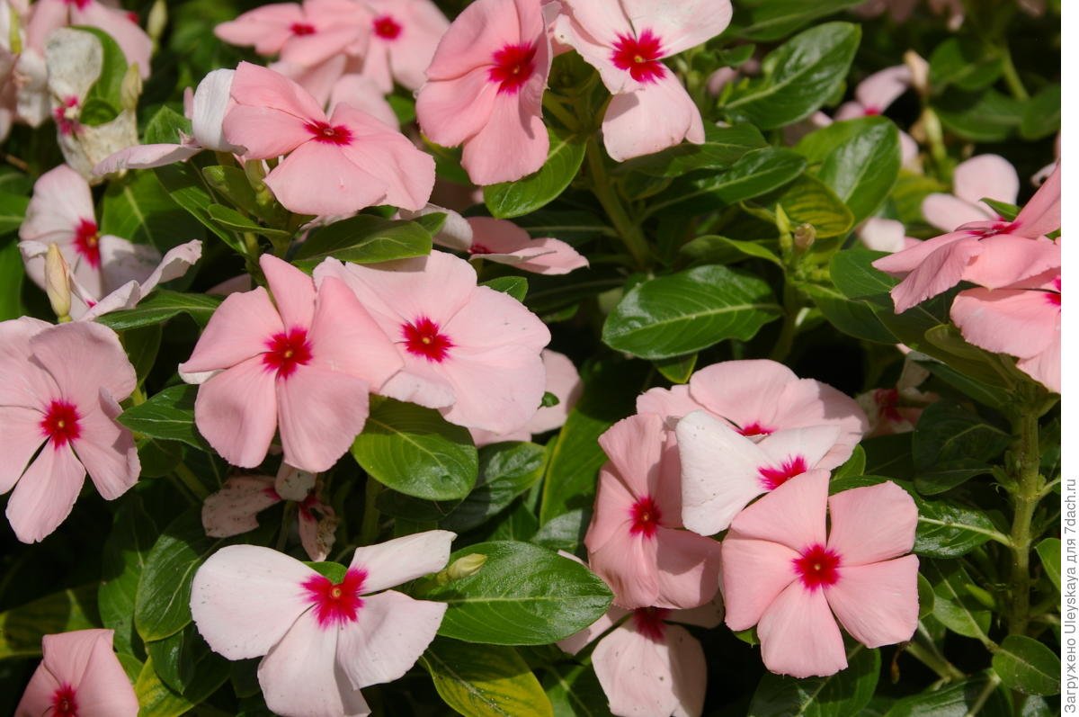Periwinkle Madagascar Mix Flower Seeds - Pack of 20-40 Seeds for Garden Planting, Landscaping & Container Gardening