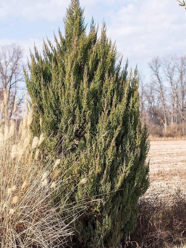 Spiny Greek Juniper (Juniperus Chinensis) - 15 Live 4 Inch Pots - Drought Tolerant, Cold Hardy Evergreen Screening Plants for Privacy Hedges, Landscaping & Windbreaks