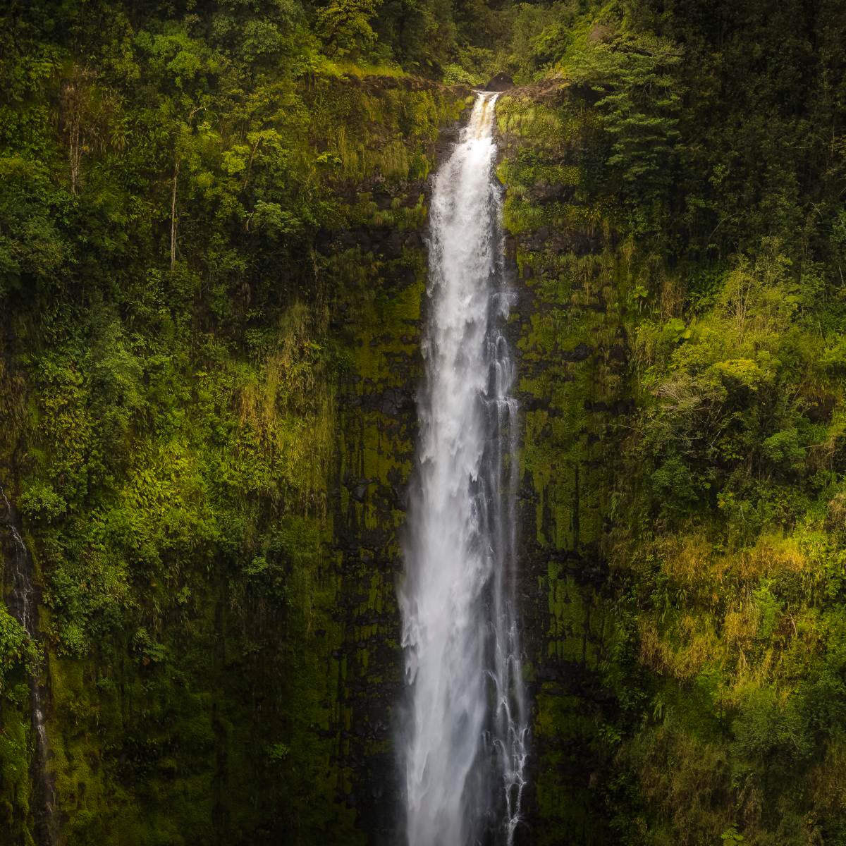 Stunning Akaka Falls Hawaii Landscape Canvas Print - Premium Gallery Wrap Wall Art for Home & Office Decor - Perfect for Living Room, Bedroom, or Office Spaces