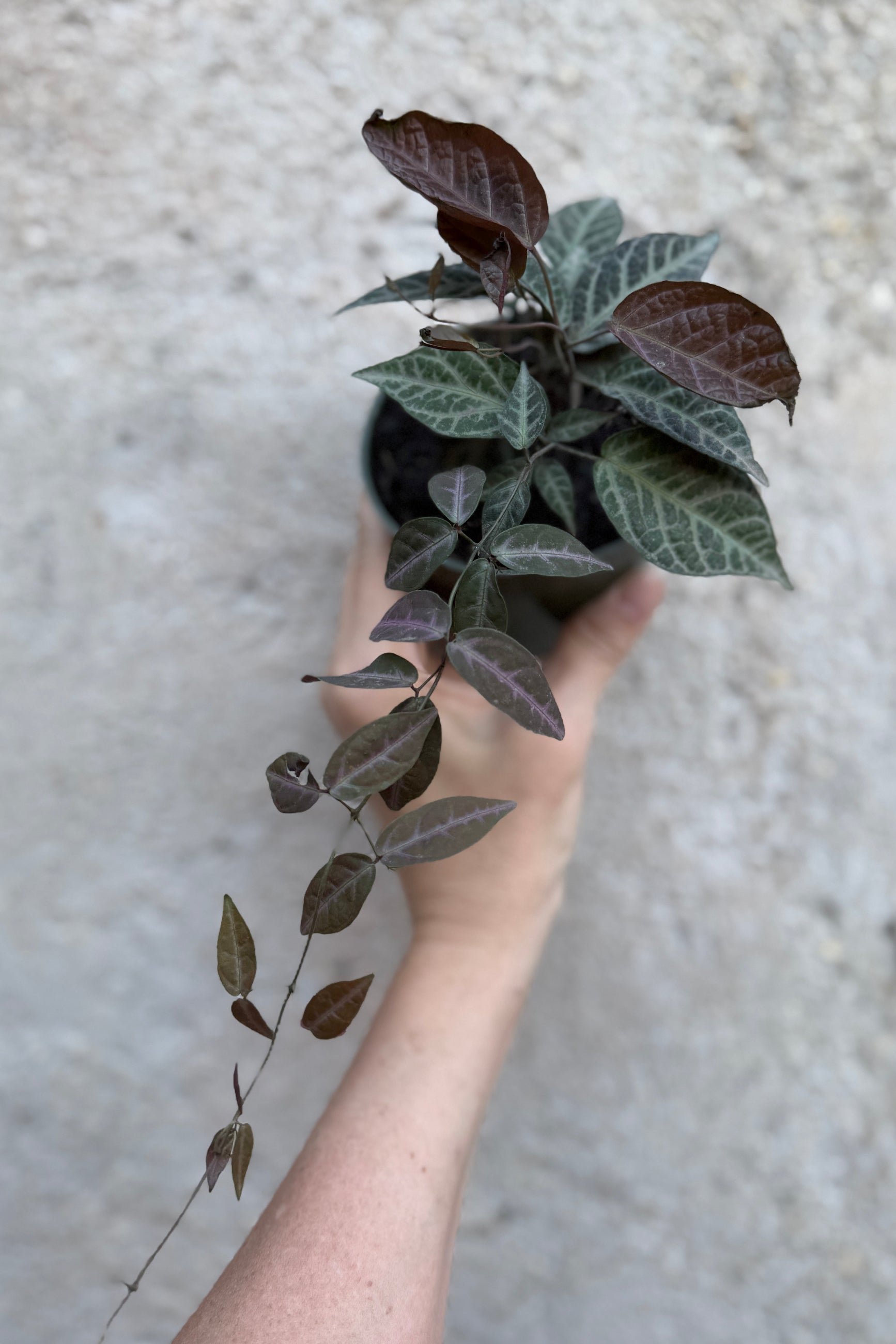 Bignonia Argyro Violacea - Purple Trumpet Vine Plant for Sale | Fast-Growing Flowering Vine for Gardens, Fences & Trellises | Perfect for Landscaping & Outdoor Decor