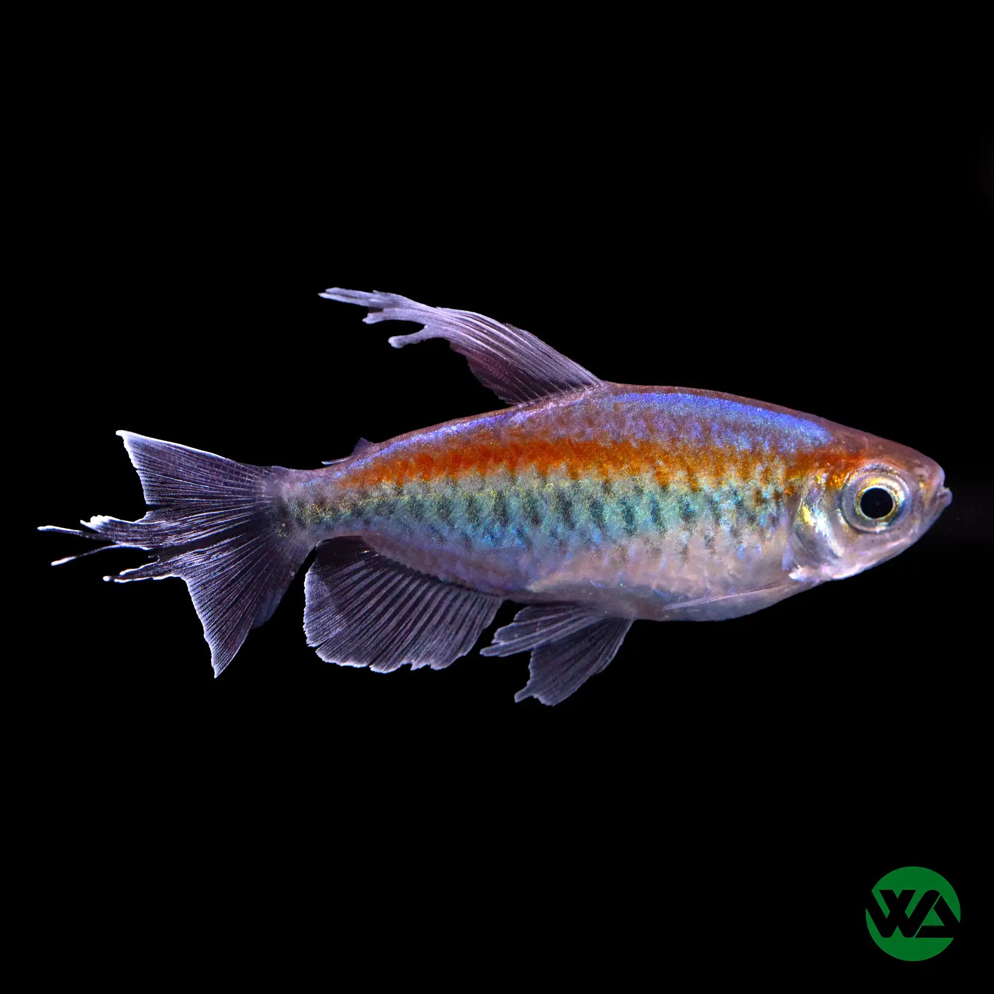 Premium Congo Tetra Fish (Phenacogrammus interruptus) - Live Aquarium Fish for Freshwater Tanks | Perfect for Community Aquariums & Tropical Fish Tanks