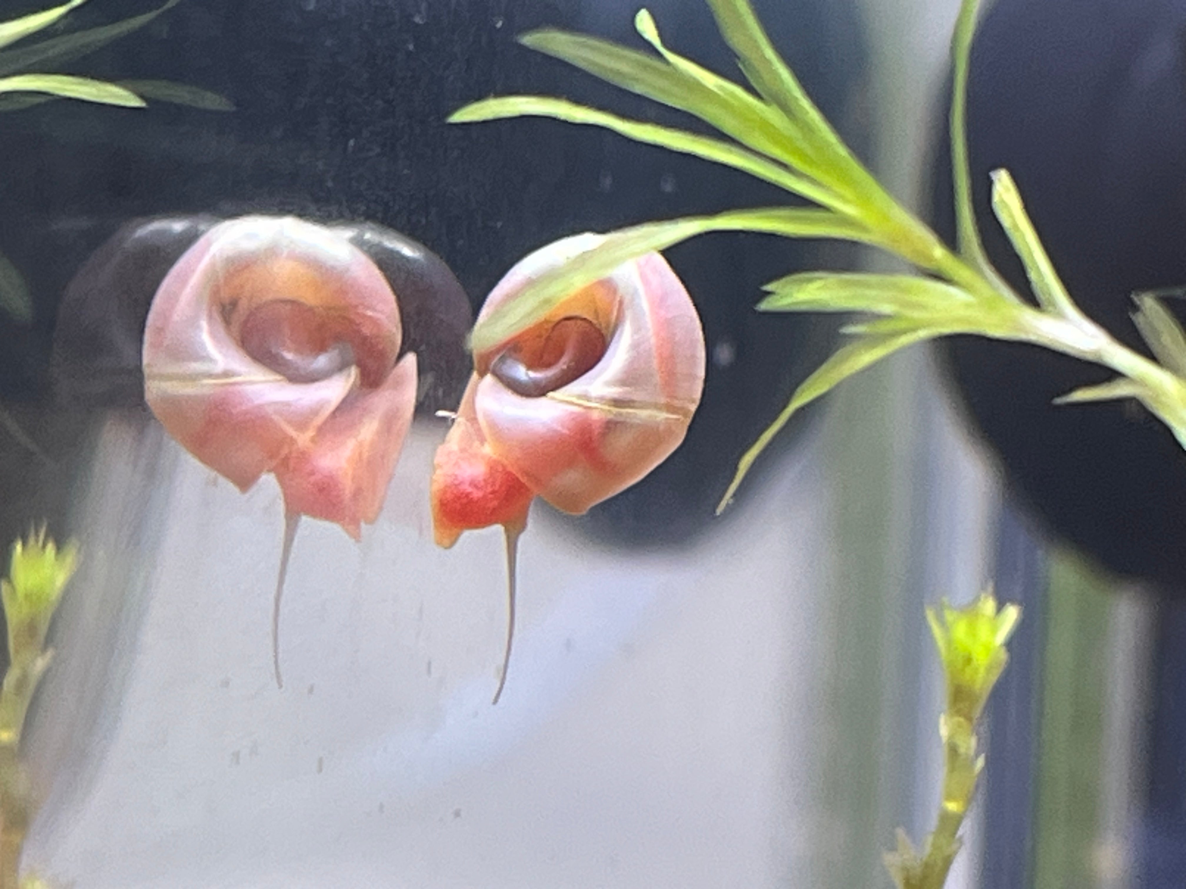 7 Live Ramshorn Snails for Aquarium – Natural Algae Eaters & Tank Cleaners | Freshwater Snails for Fish Tank | Low Maintenance Aquatic Pets | Perfect for Planted Tanks & Nano Aquariums