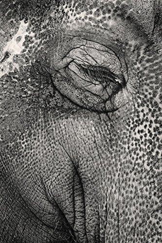 20x30 Inch Abstract Elephant Laminated Poster - Vibrant Colors & Vivid Imagery for Wall Decor - Perfect for Living Room, Bedroom, or Office Art Display
