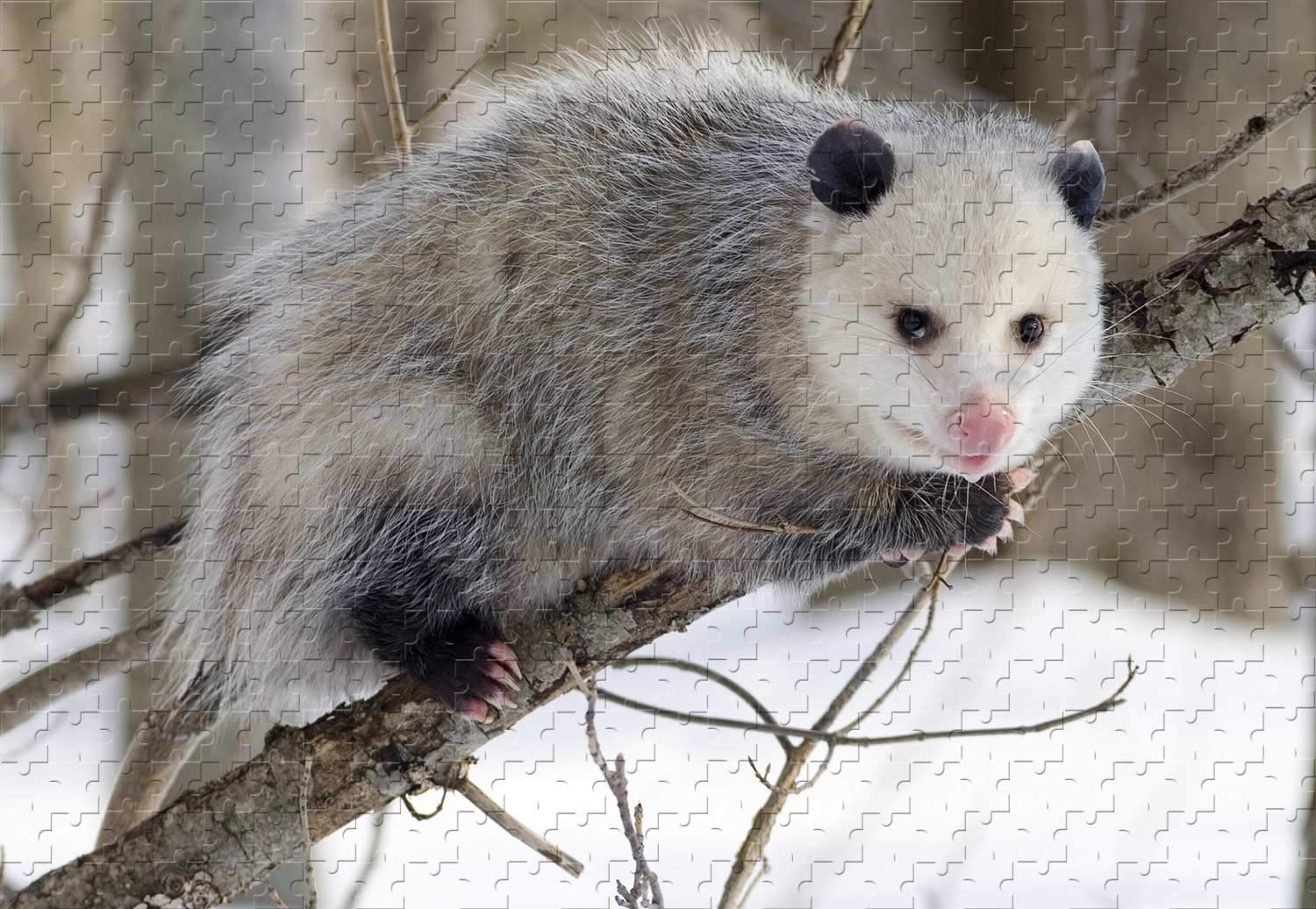1000 Piece Wooden Jigsaw Puzzle - Cute Opossum Animal Design (29.5x19.6 Inches) - Perfect for Family Game Night & Educational Activities