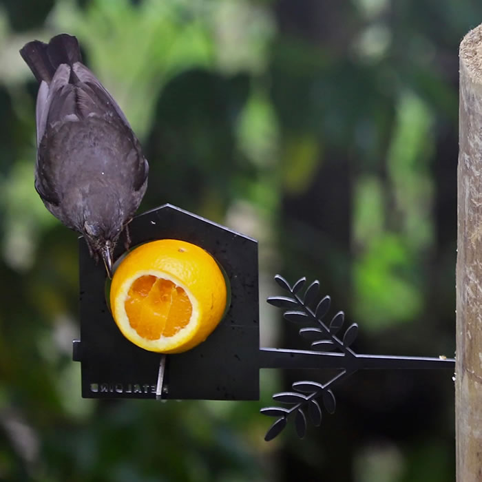 Premium Metal Bird Feeder - Durable Outdoor Hanging Bird Feeder for Garden, Patio & Backyard - Attracts Wild Birds Like Cardinals & Finches (Weather-Resistant & Easy to Clean) - Perfect for Bird Watching & Nature Lovers