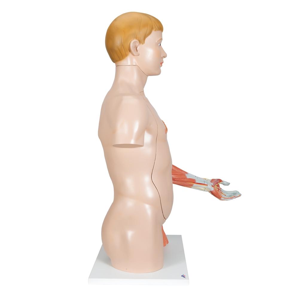 33-Part Dual Gender Torso with Muscle Arm - Anatomical Model for Medical Students & Fitness Training | Perfect for Classroom, Gym & Physical Therapy
