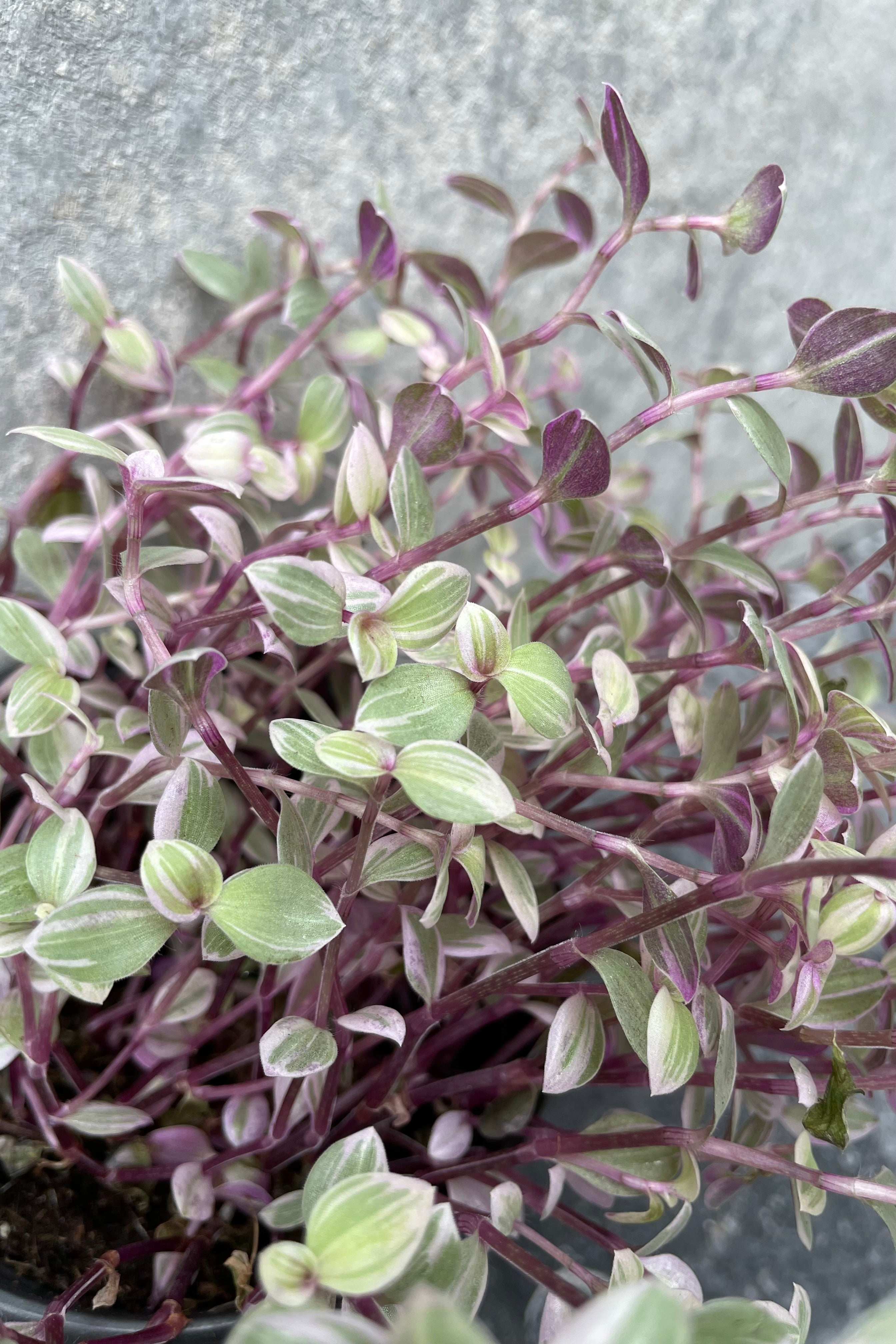 Callisia Repens 'Pink Panther' - 4 Inch Live Plant for Home & Office Decor | Easy Care Indoor Hanging Basket or Terrarium Plant