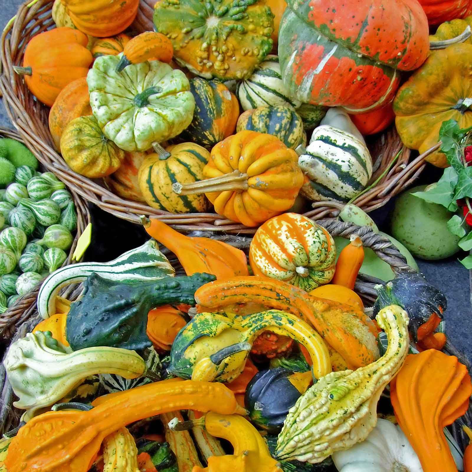 Eden Brothers Gourd Seeds - Small Mix Variety Pack for DIY Crafts, Fall Decorations & Home Gardening | Perfect for Halloween, Thanksgiving & Garden Projects