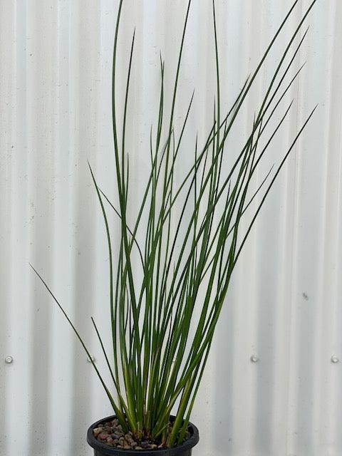 Schoenoplectus Mucronatus - 3 Cornered Rush Aquatic Plant for Ponds & Water Gardens | Perfect for Natural Filtration and Wetland Landscaping