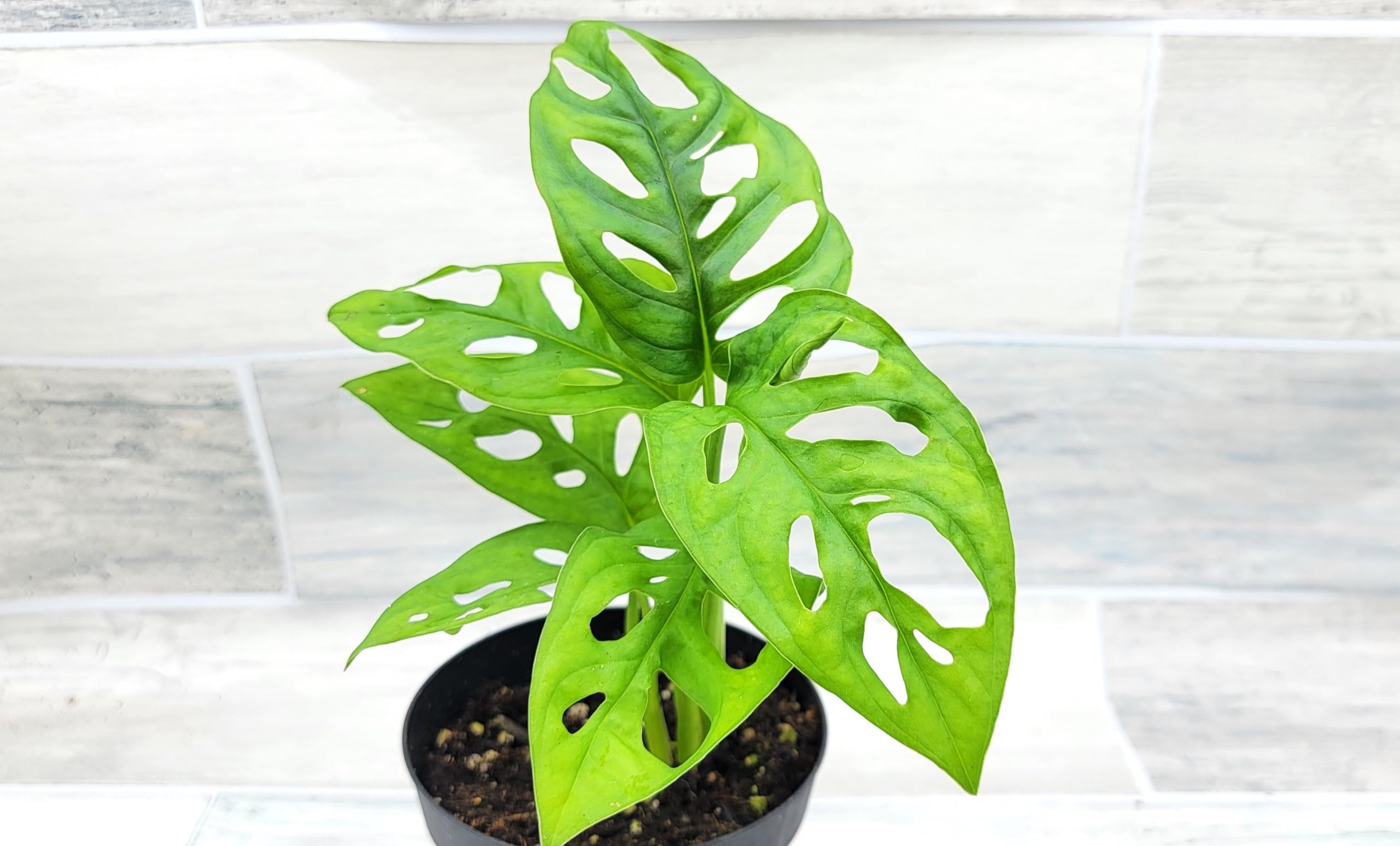 Monstera Adansonii Swiss Cheese Plant - Live Houseplant in 4