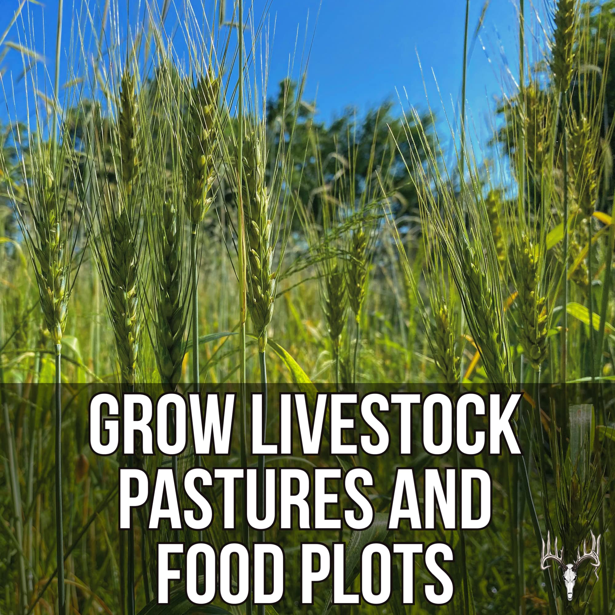 25LB Bulk Deer Food Plot Seed - Premium Mix of Cereal Grain Rye, Wheat, Triticale, Barley & Oats - Attracts Pheasant, Turkey, Dove & Wildlife - Ideal for Whitetail Hunting Food Plots, Pastures & Wildlife Habitats