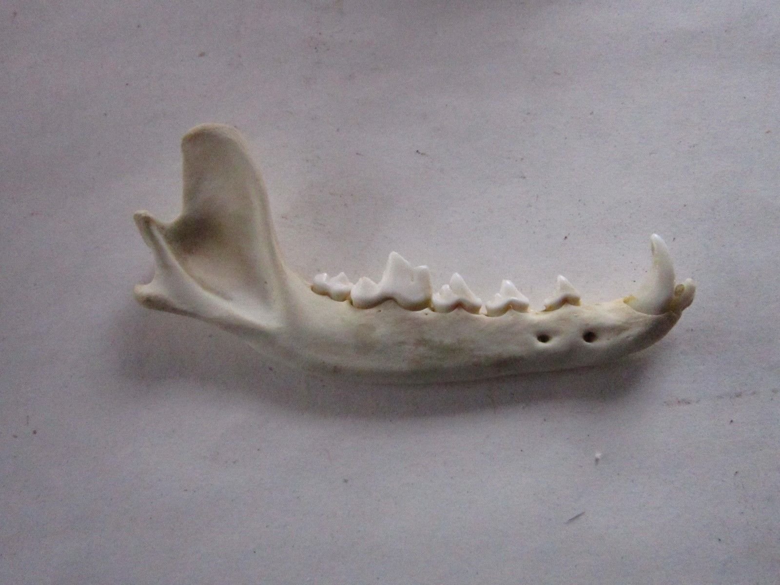 Authentic Coyote Jaw Bone for Taxidermy, Knife Handle Making & DIY Crafts - Perfect for Hunting Decor, Survival Gear & Bone Art Projects