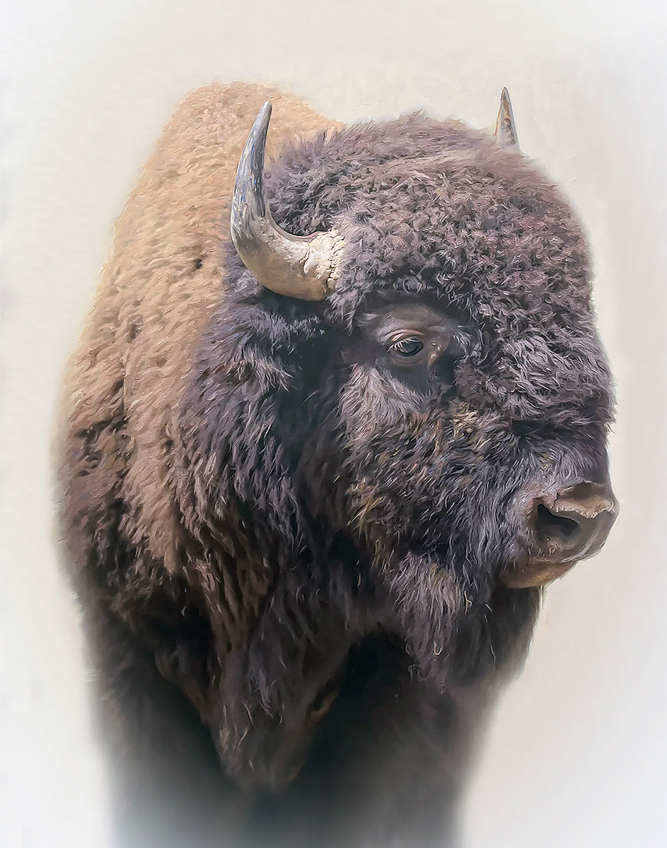 Bison By Matthew Grant | Premium Bison Meat & Jerky | High-Protein Snacks for Camping, Hiking & Outdoor Adventures