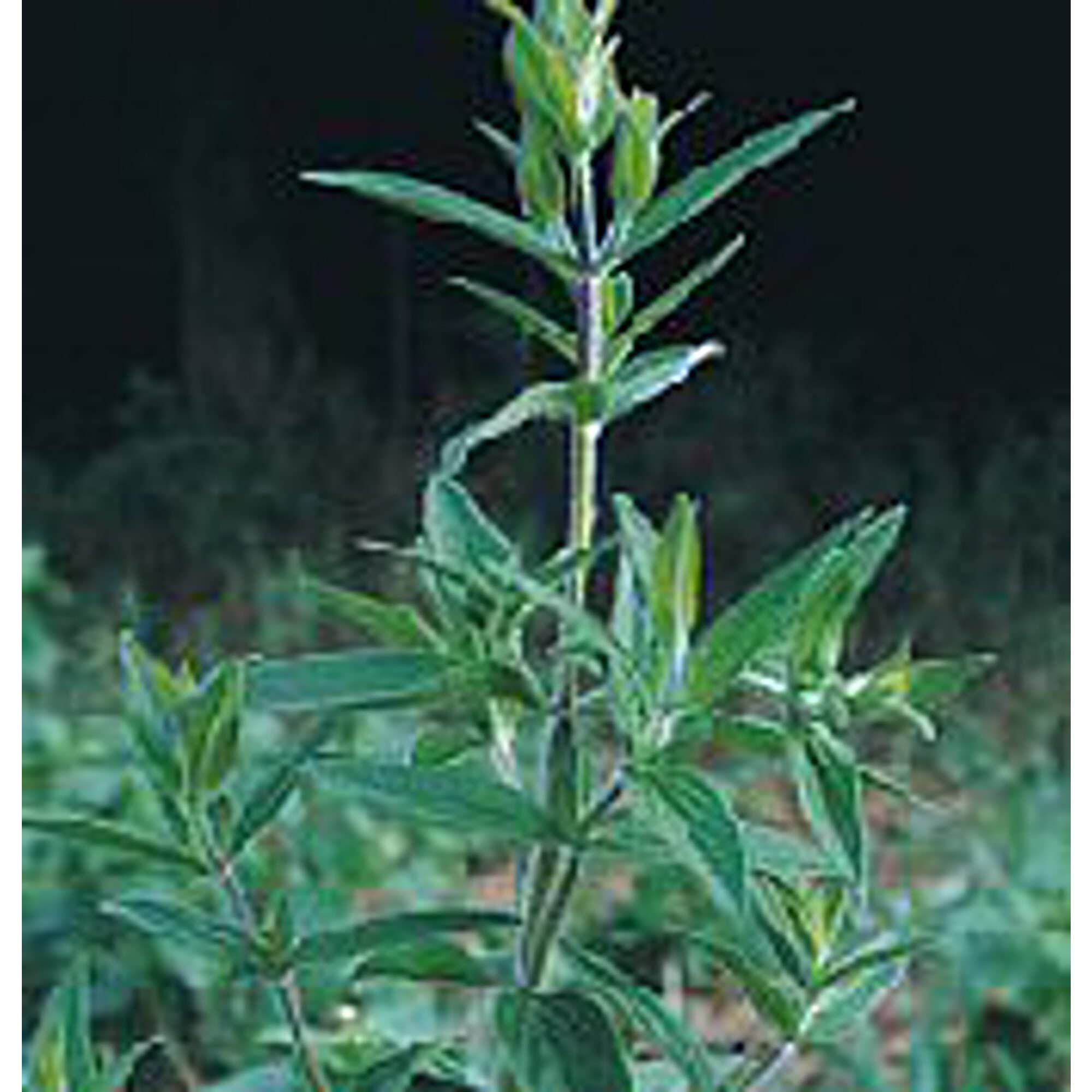 Organic Mountain Mint Seeds (20+ Seeds) | Non-GMO Herb Seeds for Planting | Home Garden, Greenhouse & Outdoor Planting | Fresh Mint for Tea, Cooking & Aromatherapy