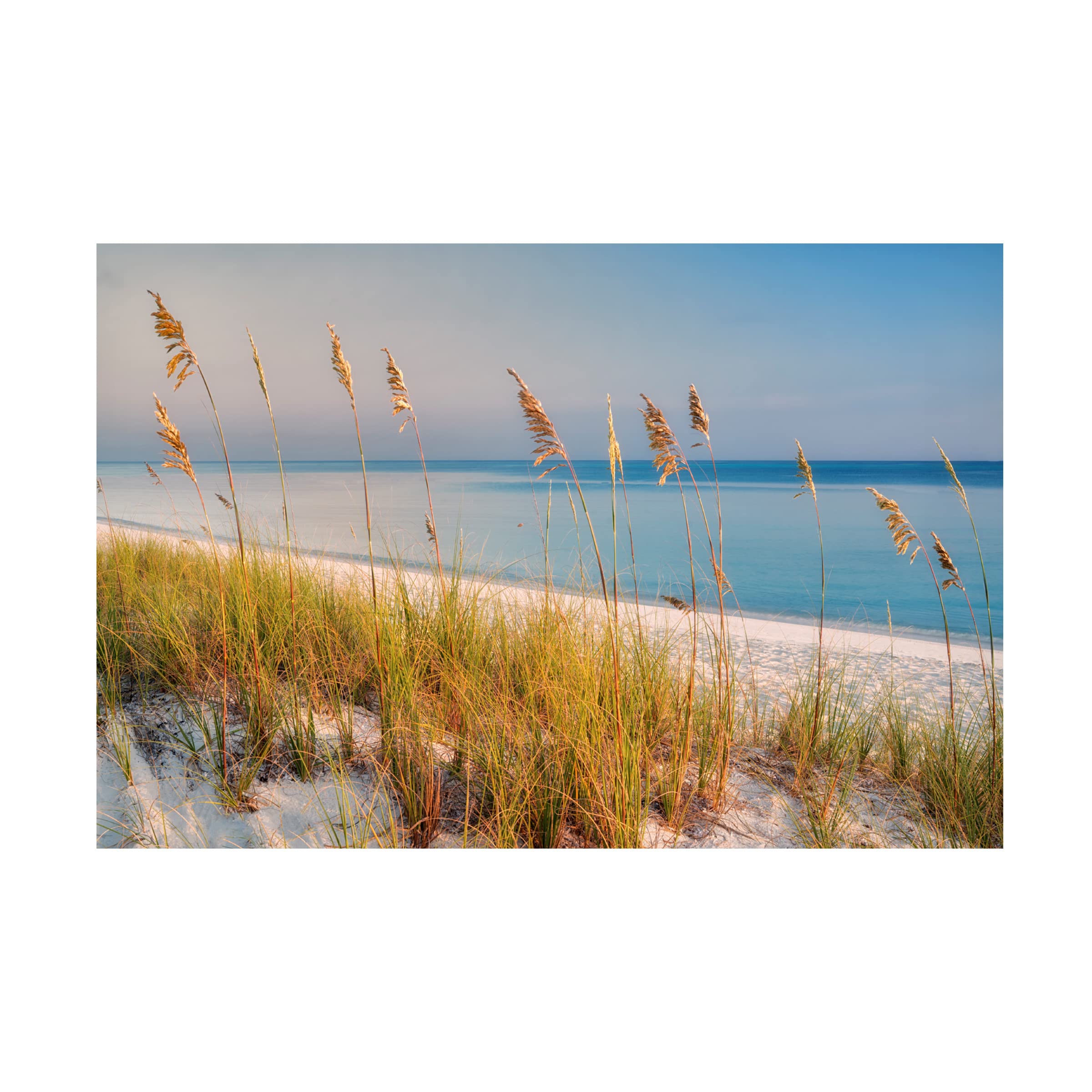 Dennis Frates 'Sea Oat Grass 1' Canvas Wall Art Print - Coastal Beach Decor for Living Room, Bedroom & Office | Trademark Fine Art Collection