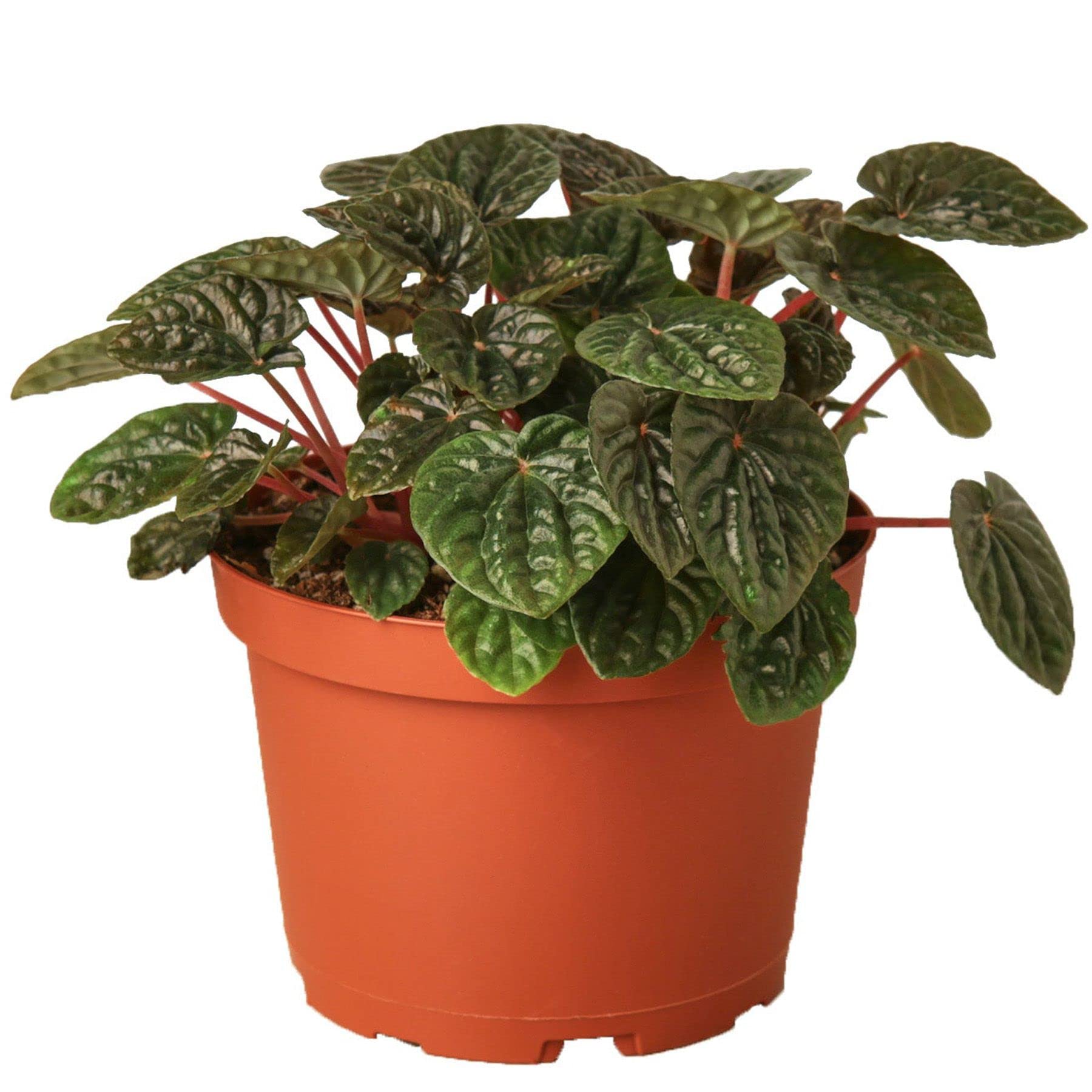 Peperomia Ripple Red Live Indoor Plant - 4'' & 6'' Pot Houseplant for Home & Office Decor | Easy Care Radiator Plant for Living Room, Desk, Bathroom & Workspace | Perfect Gift for Plant Lovers