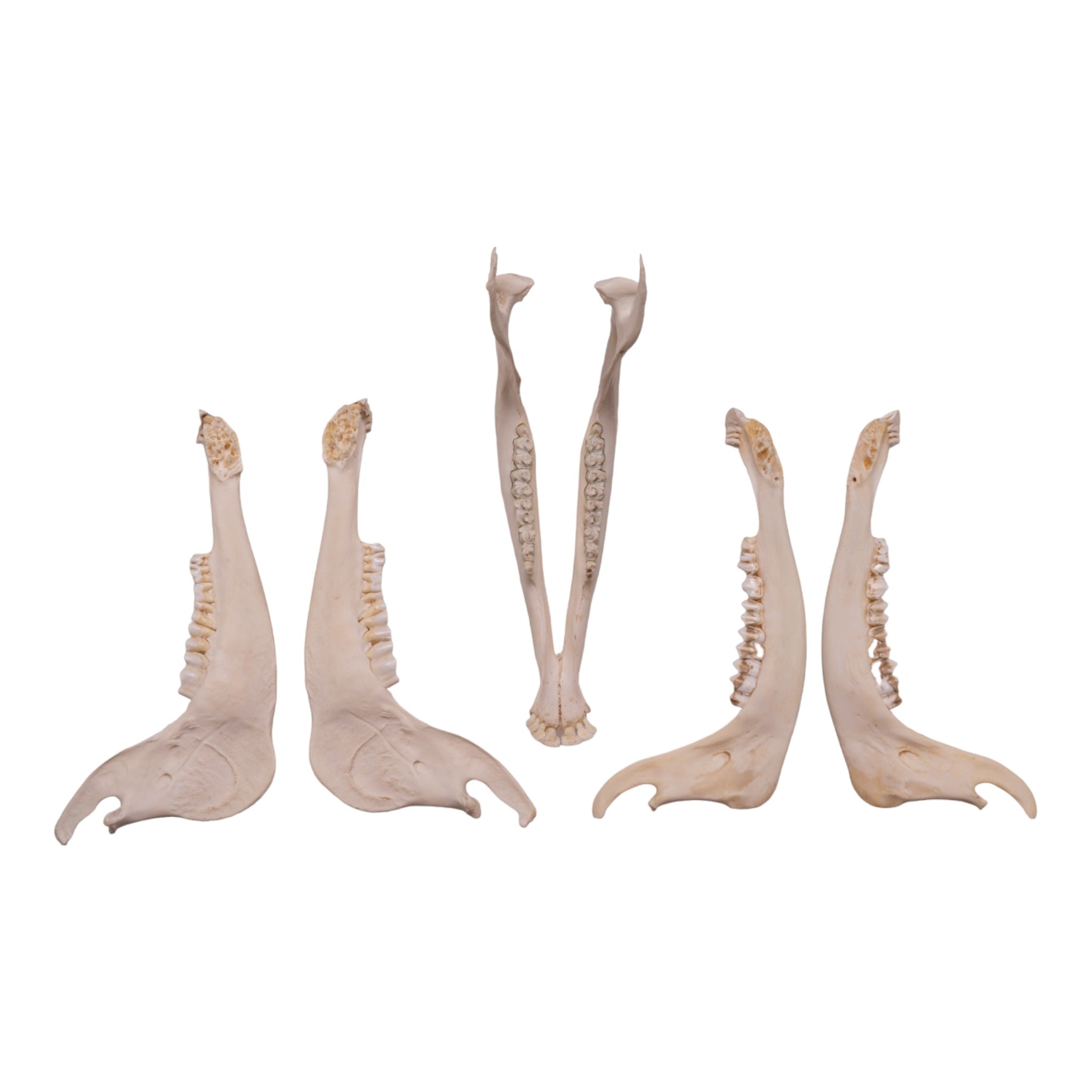Authentic Gemsbok Mandible Bone - Genuine African Antelope Jawbone for Home Decor, Taxidermy, and Unique Gifts | Perfect for Rustic Cabin, Hunting Lodge, or Boho Chic Decor