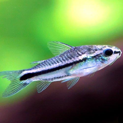 Pygmy Corydoras (Corydoras pygmaeus) - Tiny Peaceful Freshwater Aquarium Fish for Nano Tanks & Community Aquariums