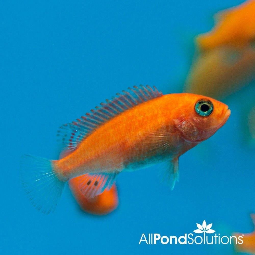Red Zebra Mbuna Cichlid (Maylandia estherae) - Vibrant Freshwater Aquarium Fish for African Cichlid Tanks