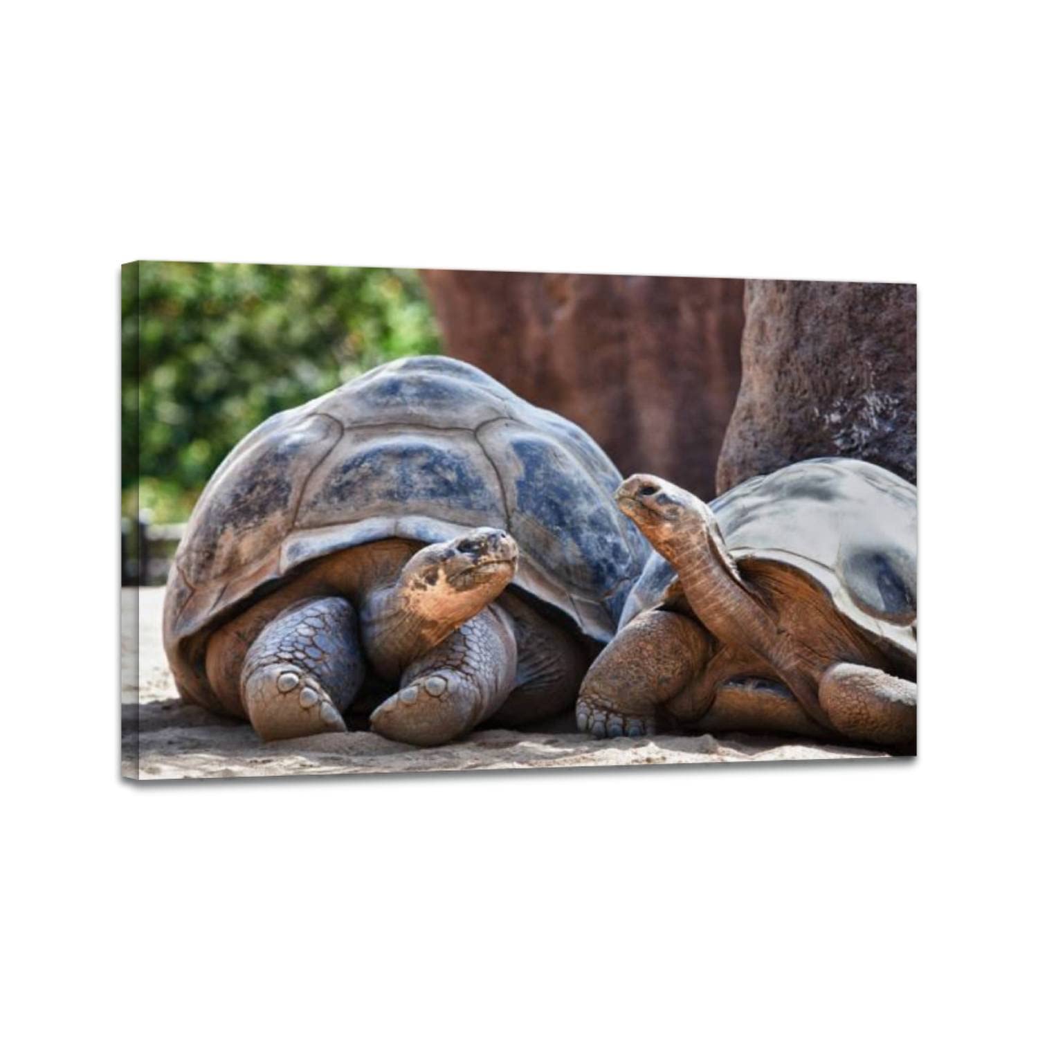 Galapagos Tortoises Wall Art Print - Stretched Canvas Painting 24x36